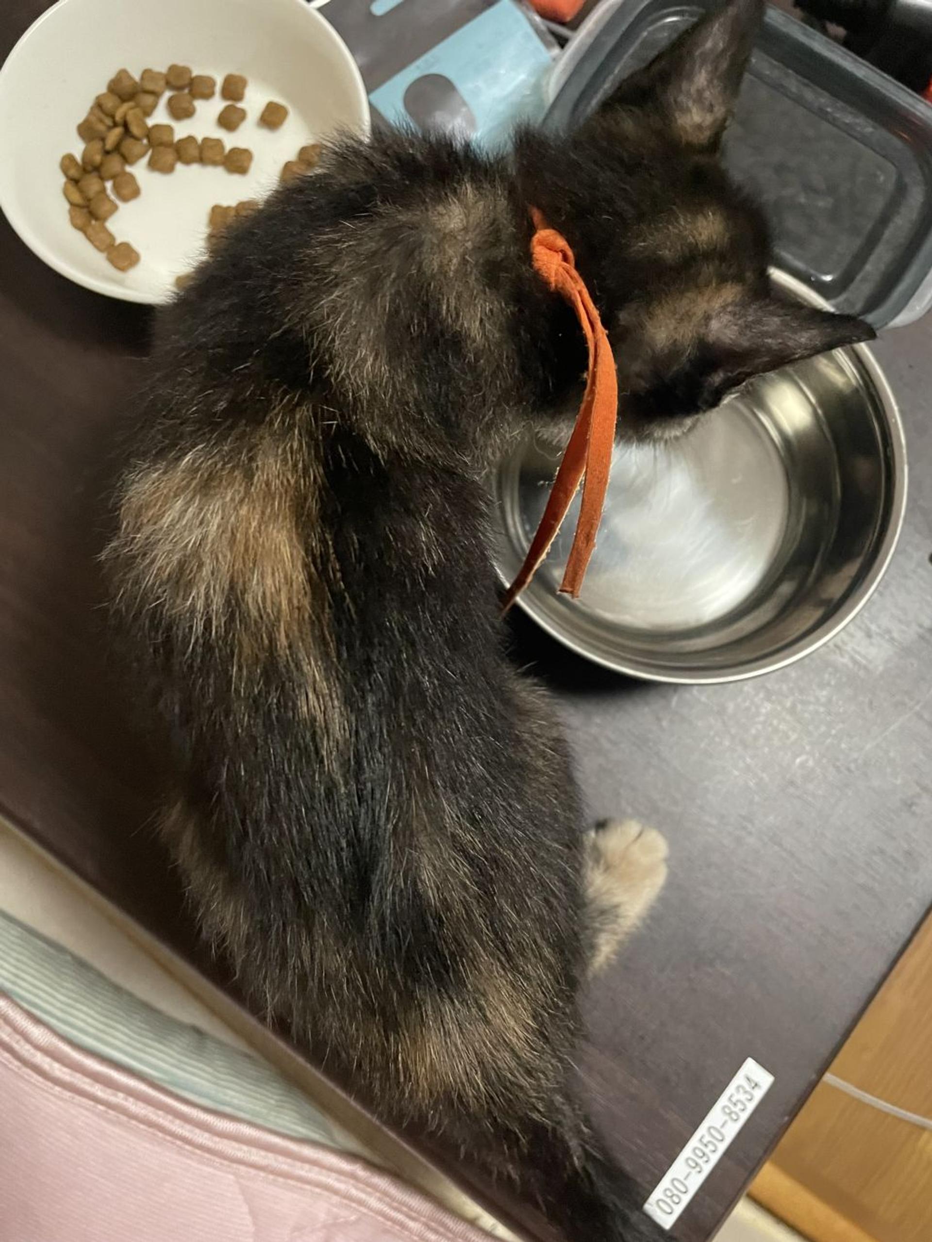 pet-image-6