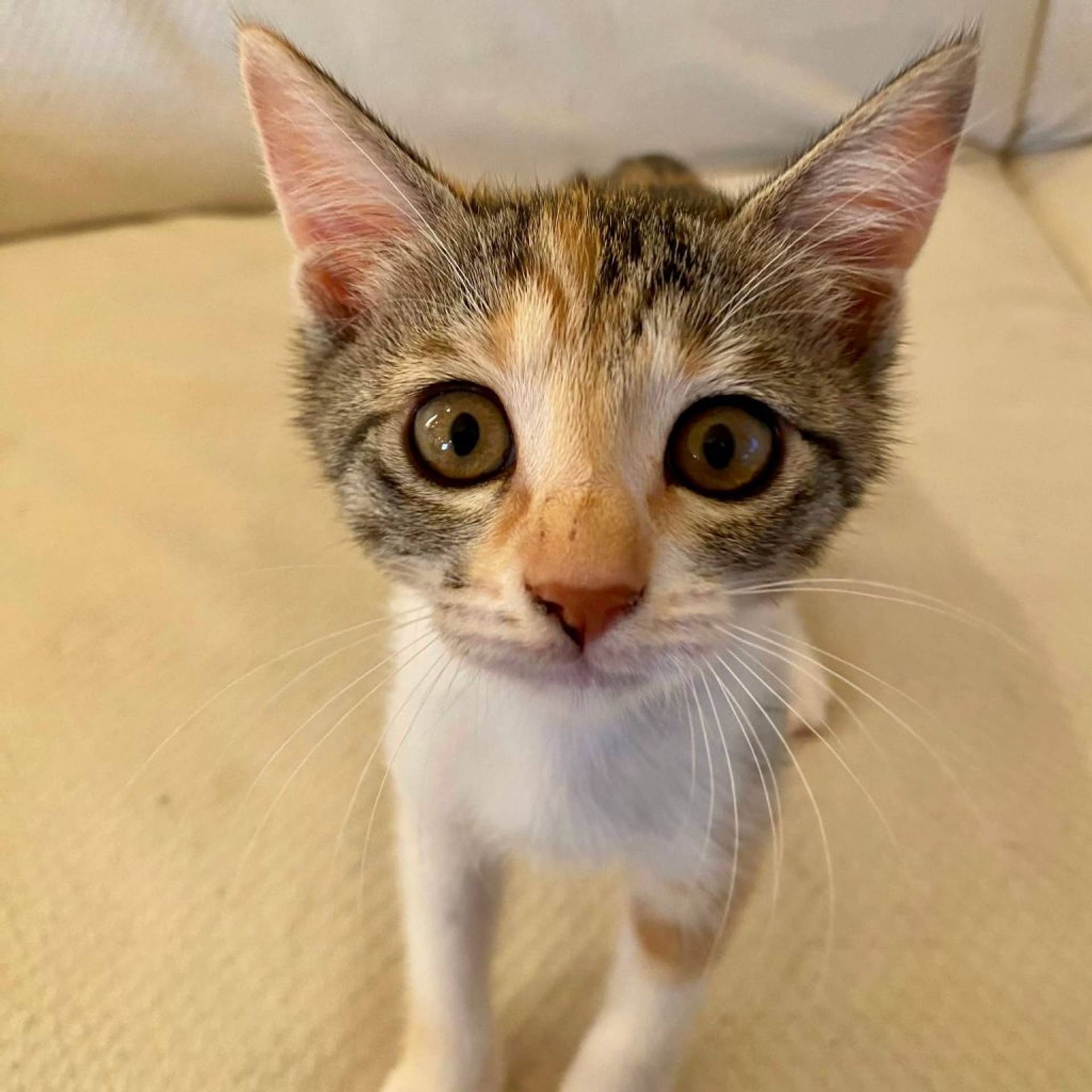 雑種（ミックス猫）・メスの里親募集の写真