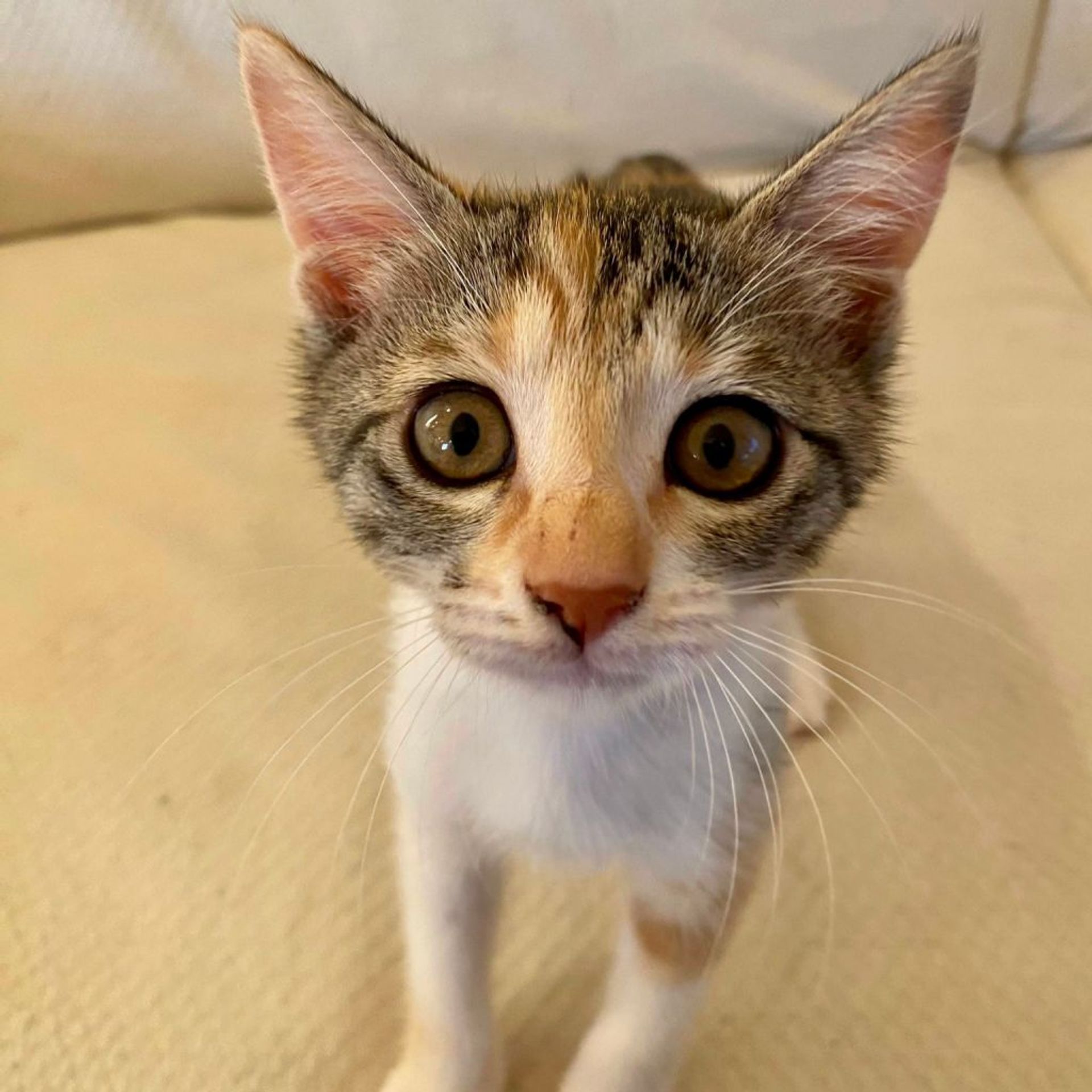 雑種（ミックス猫）・メスの里親募集の写真