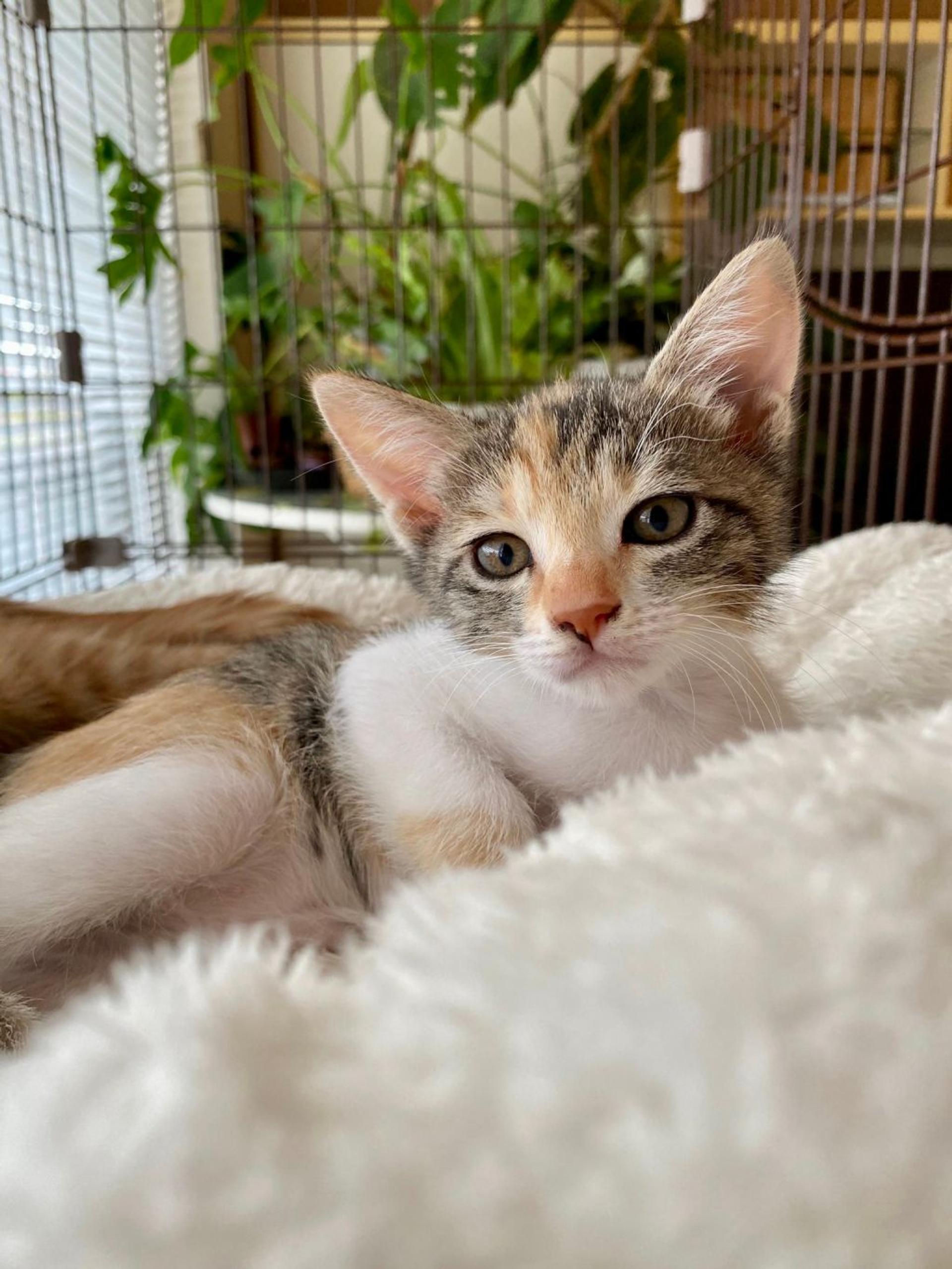 pet-image-4