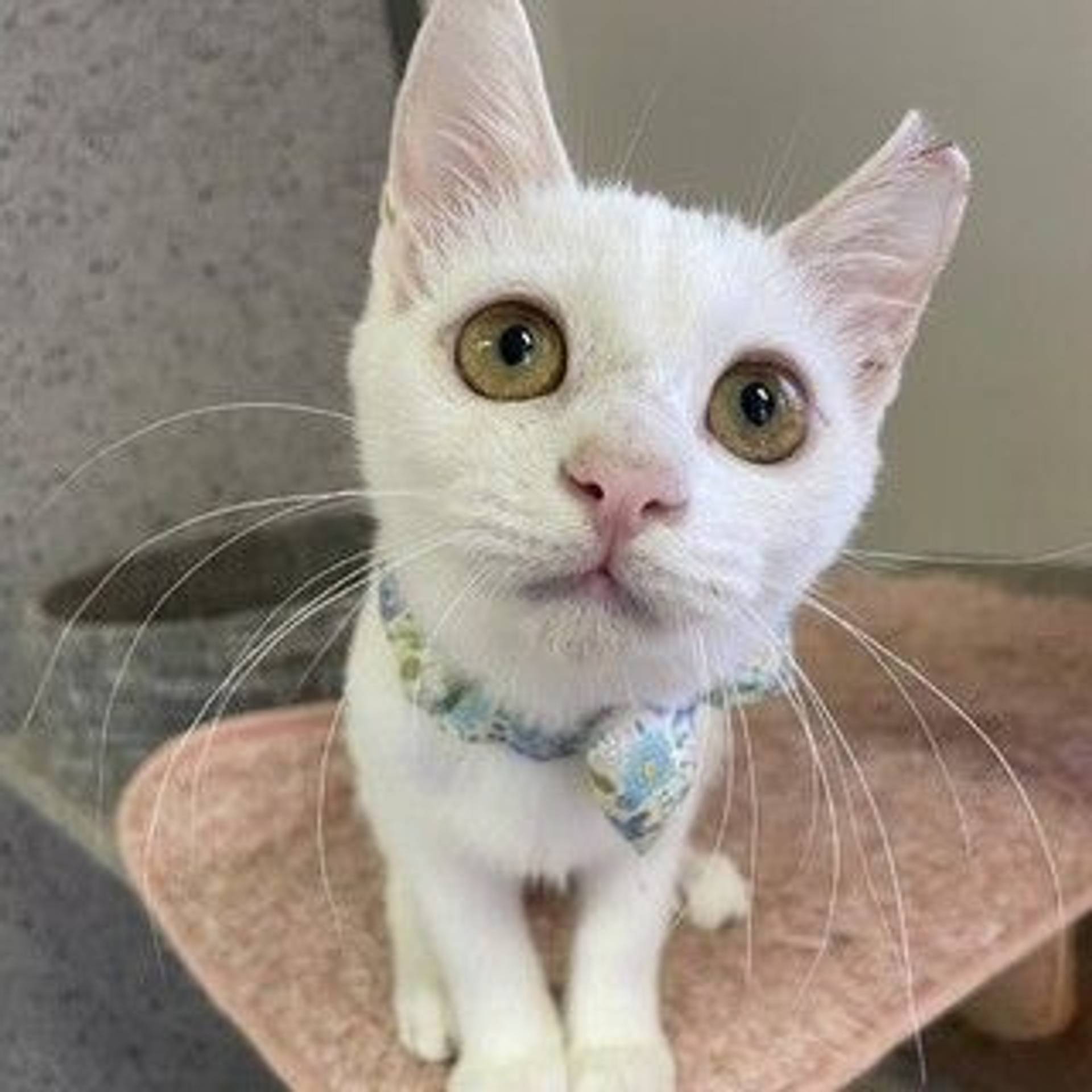 雑種（ミックス猫）・メスの里親募集の写真