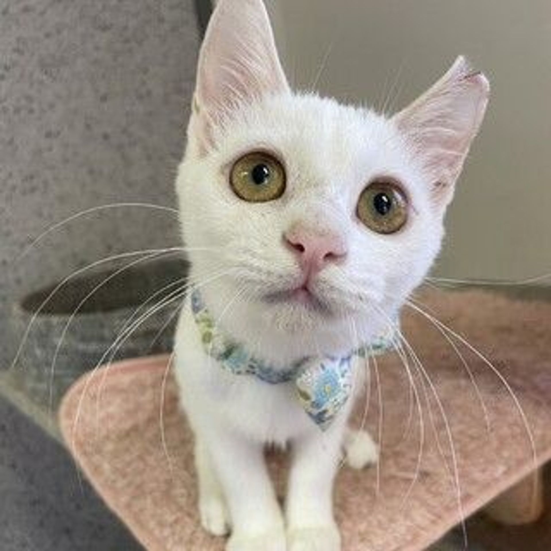雑種（ミックス猫）・メスの里親募集の写真