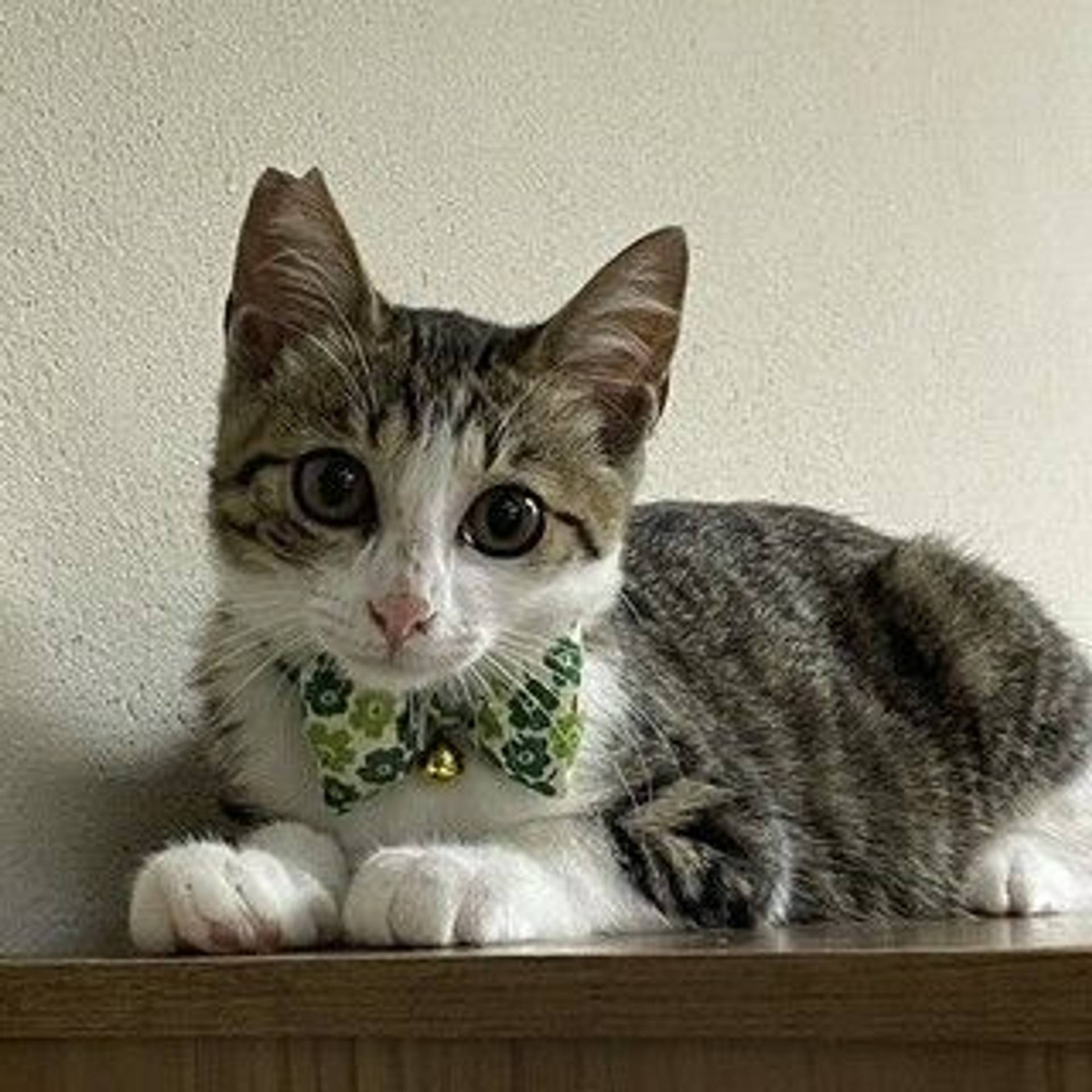 雑種（ミックス猫）・オスの里親募集の写真