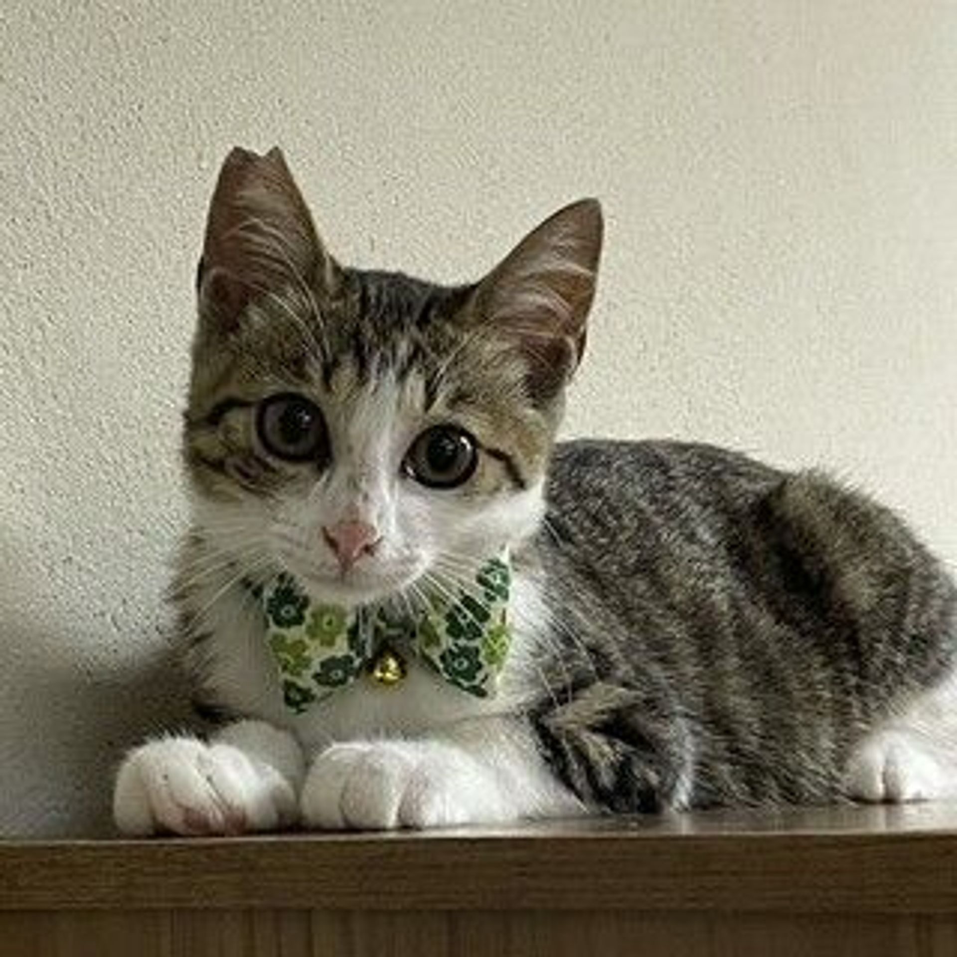 雑種（ミックス猫）・オスの里親募集の写真
