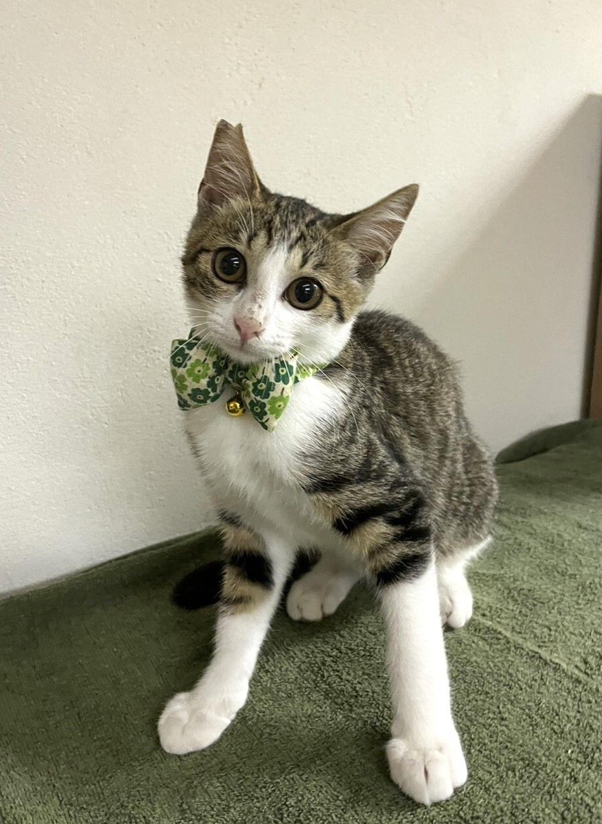 pet-image-2