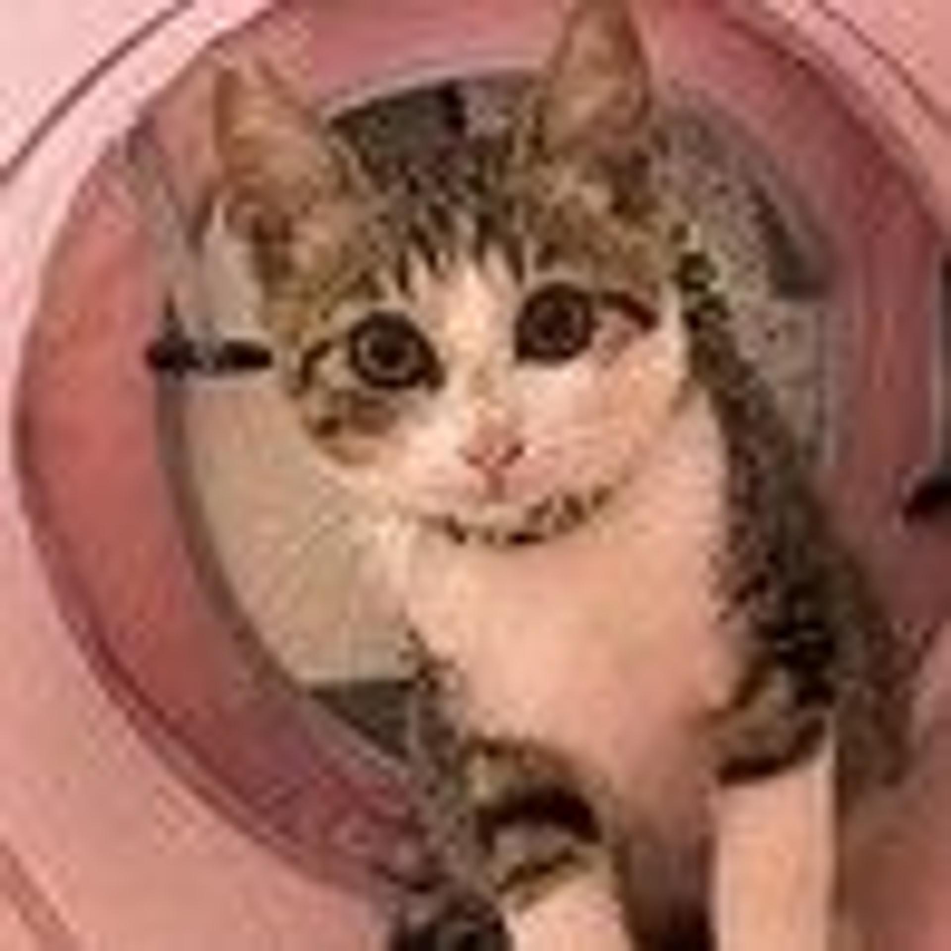 pet-image-3