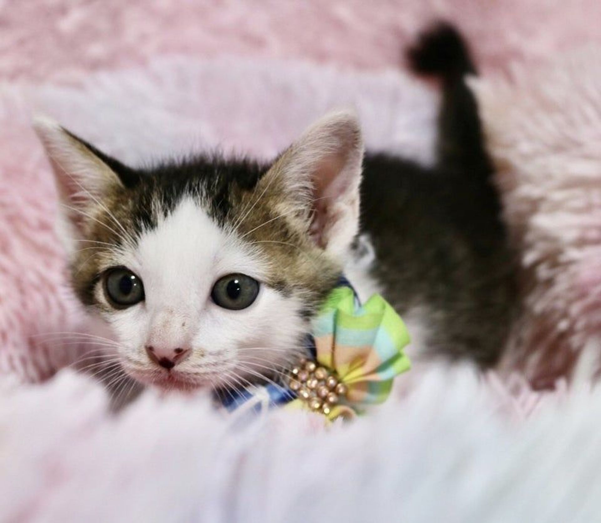 雑種（ミックス猫）・メスの里親募集の写真