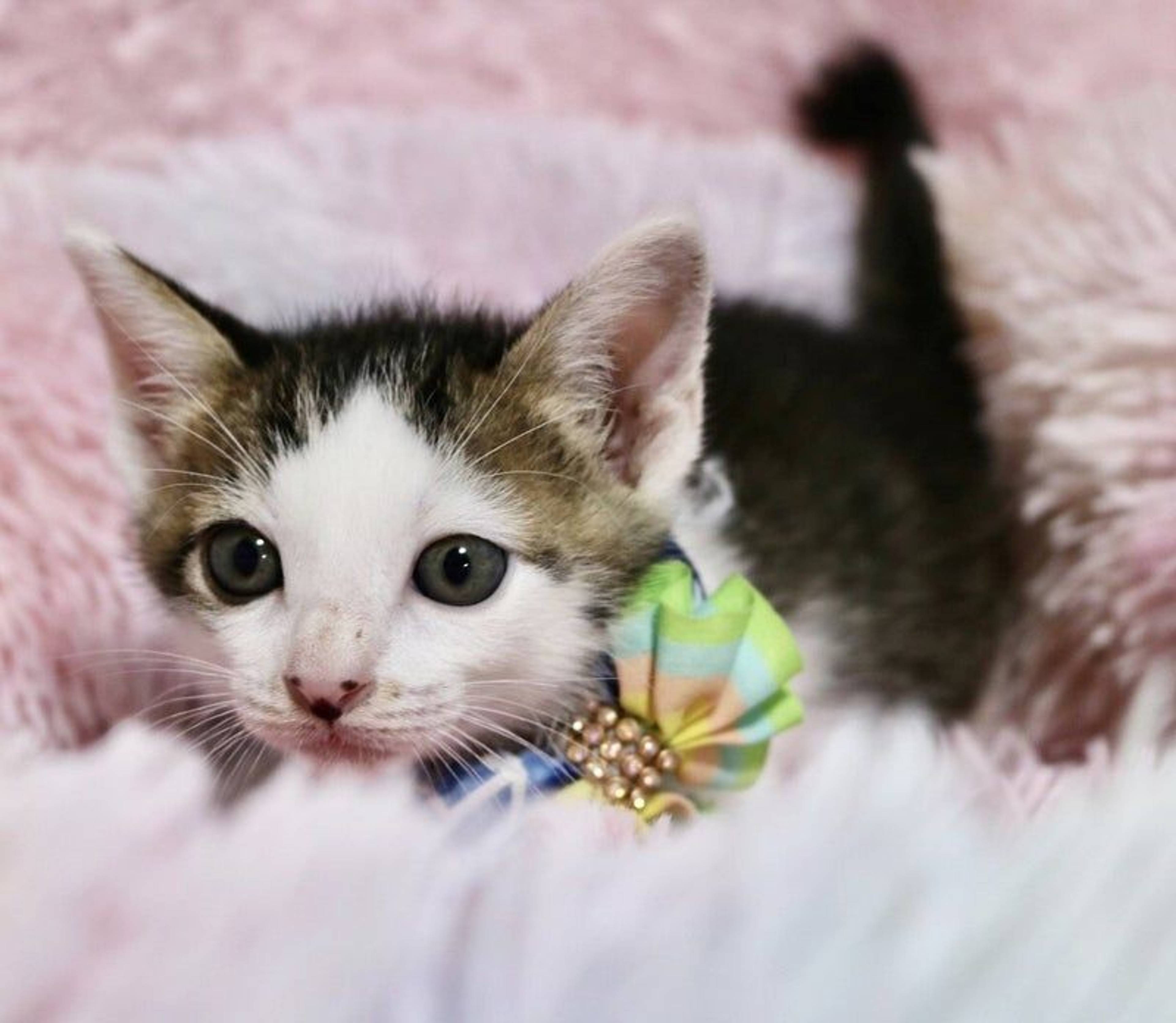 雑種（ミックス猫）・メスの里親募集の写真