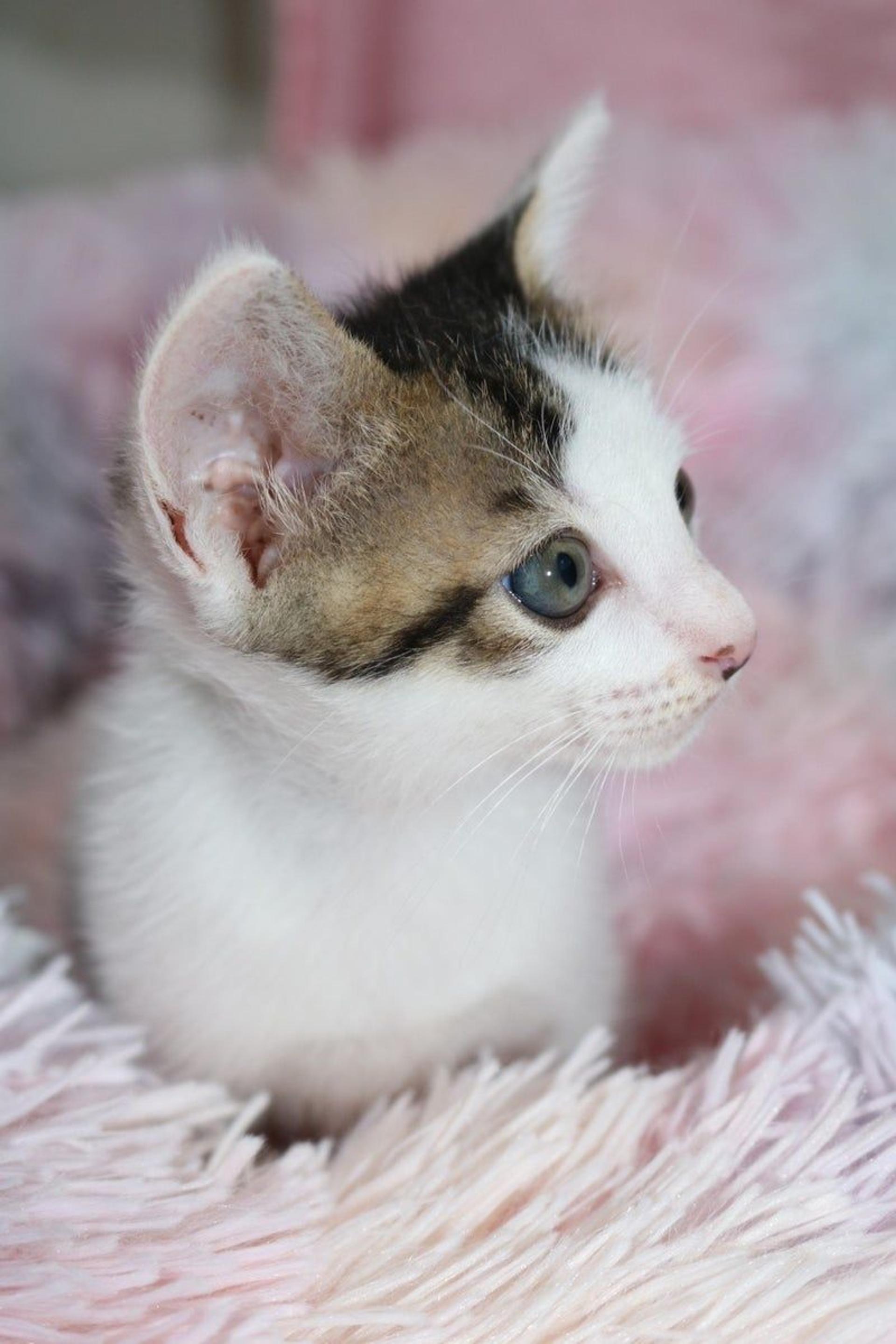 pet-image-2