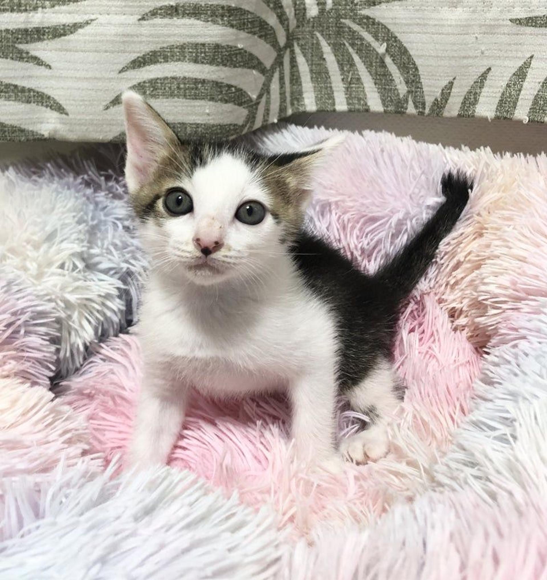 pet-image-3
