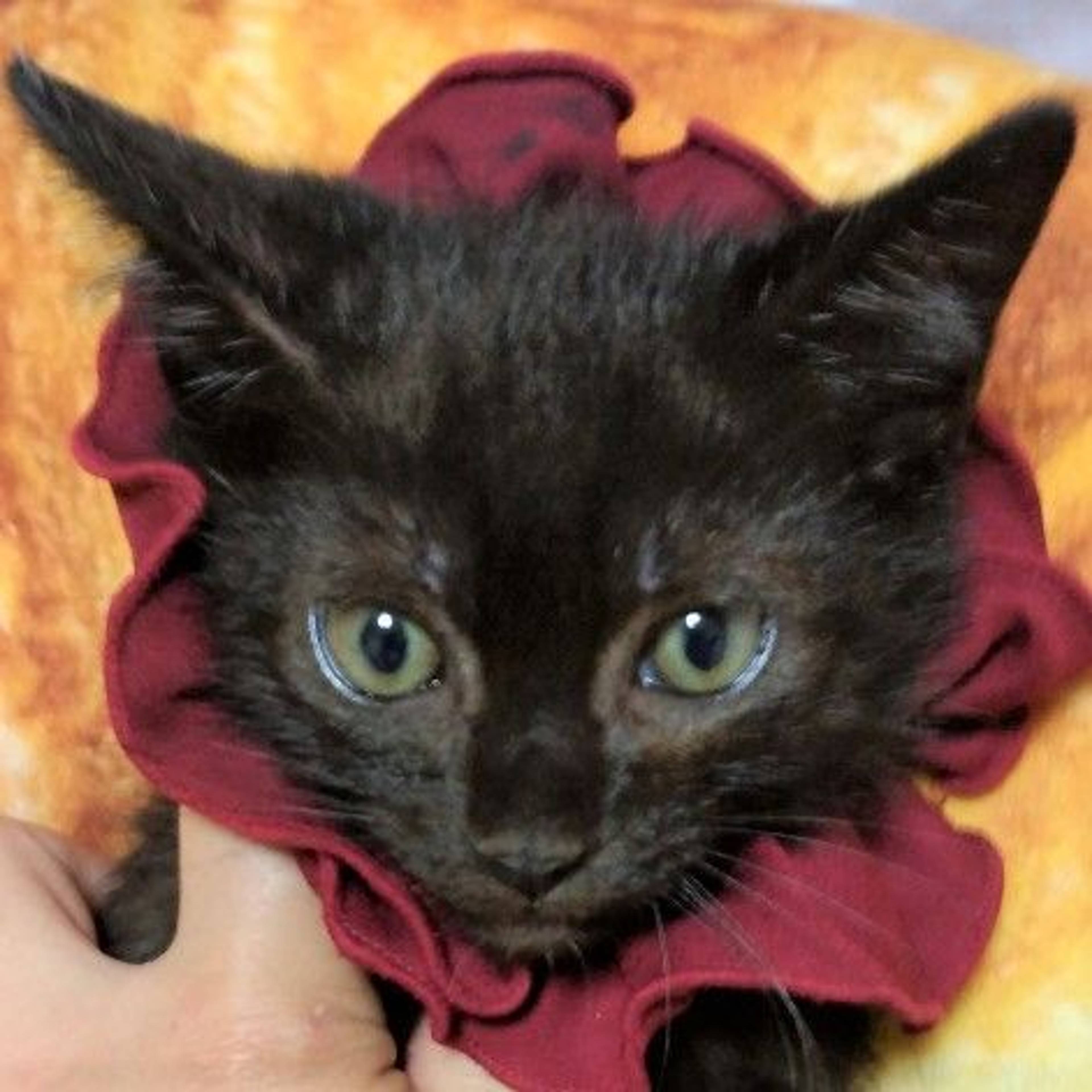 雑種（ミックス猫）・オスの里親募集の写真