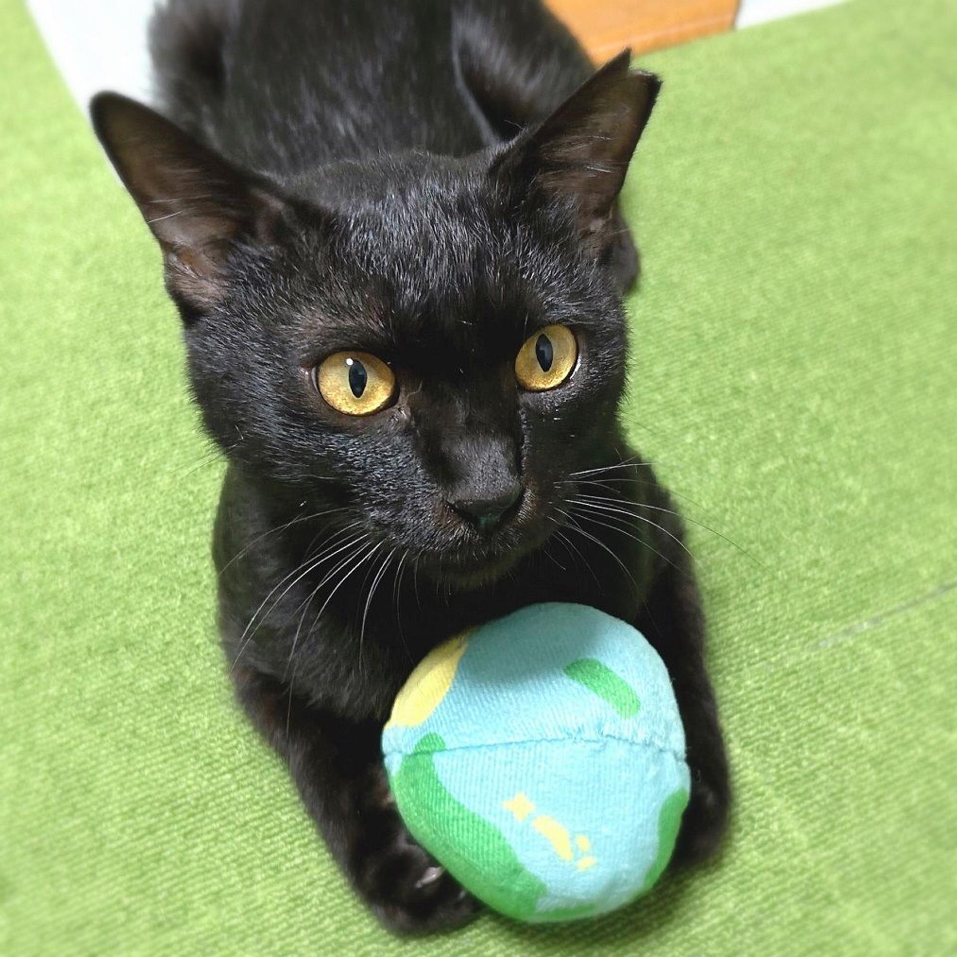 pet-image-3