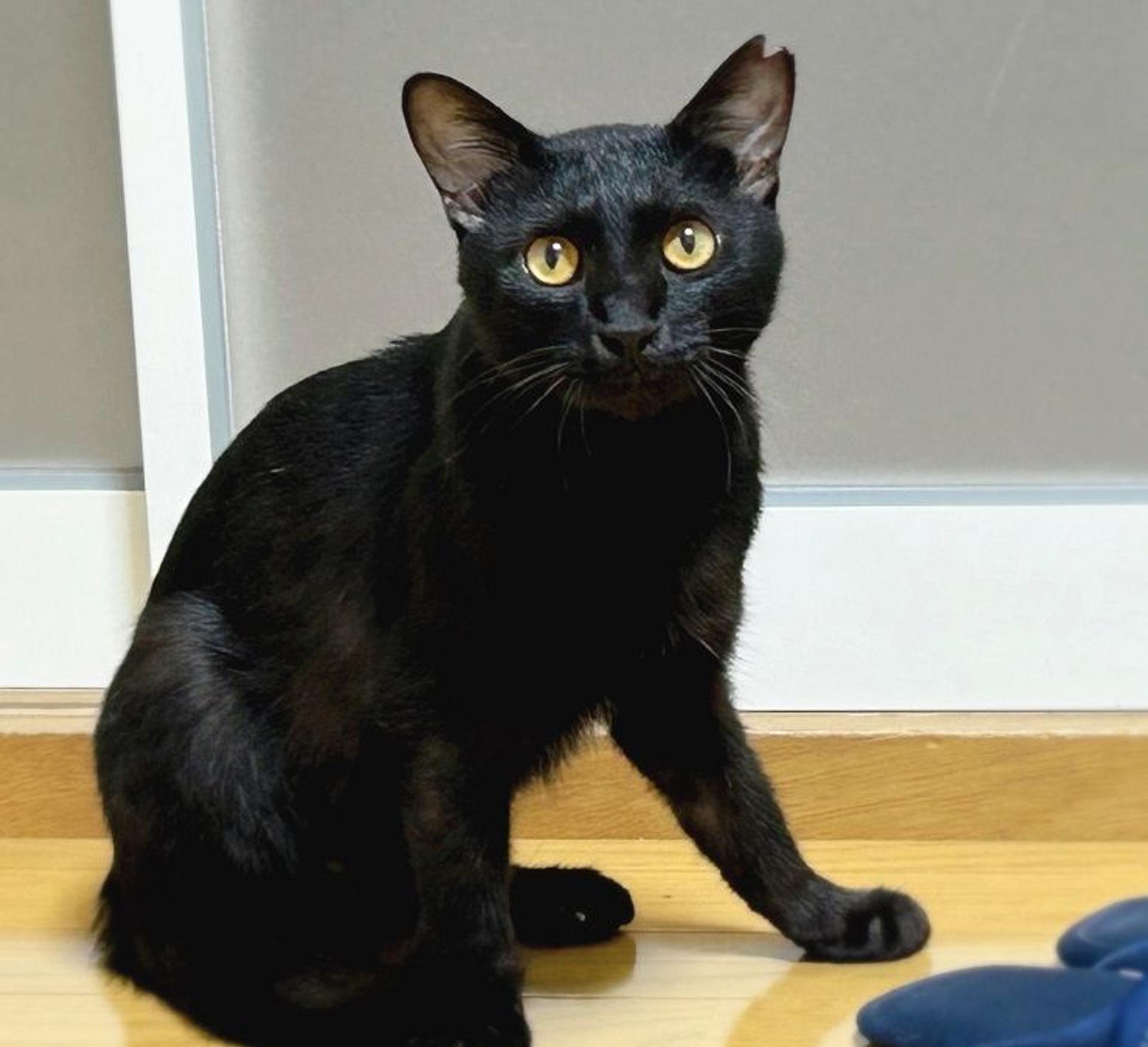 pet-image-4
