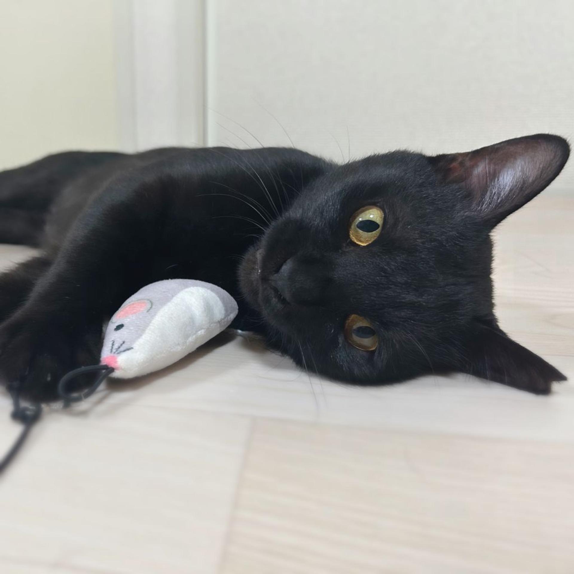pet-image-5