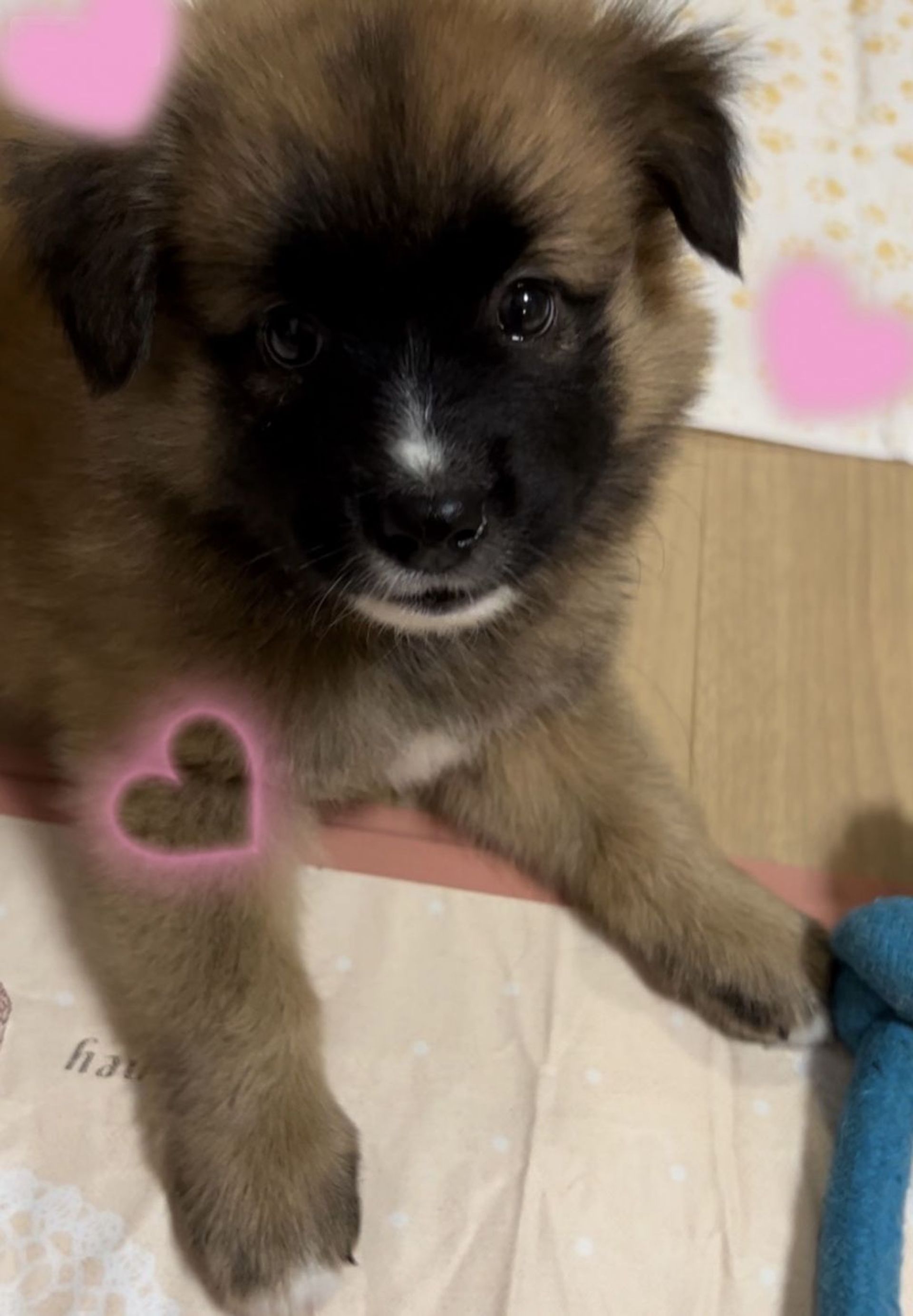 雑種（ミックス犬）・メスの里親募集の写真