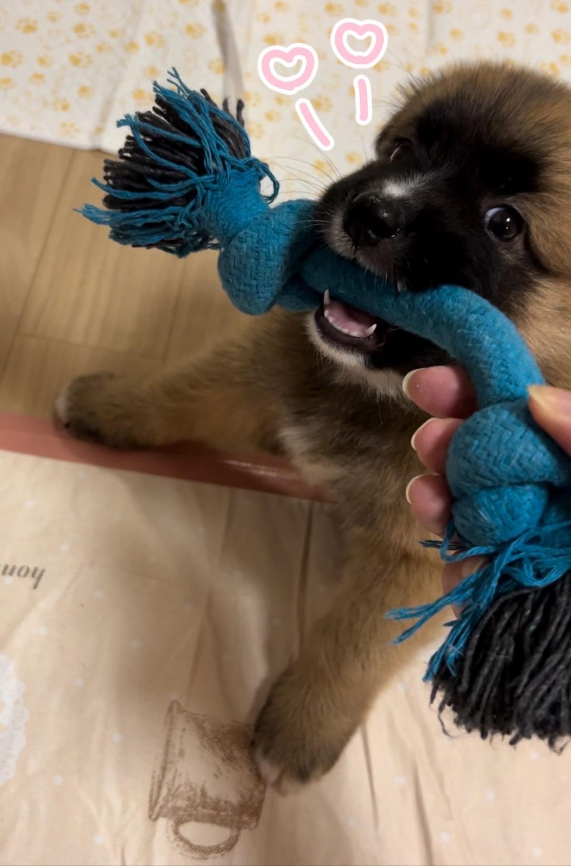 pet-image-2