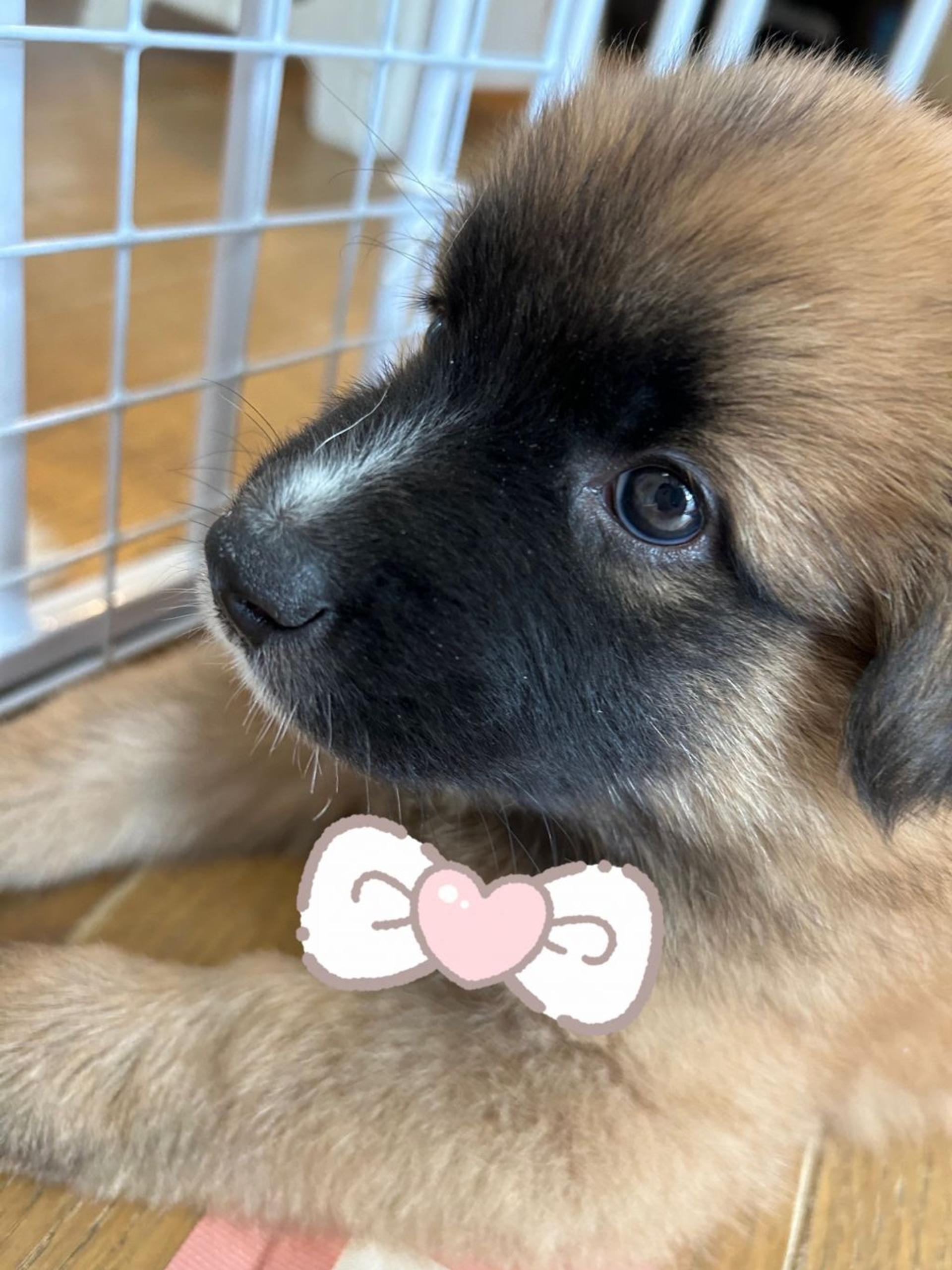 pet-image-3