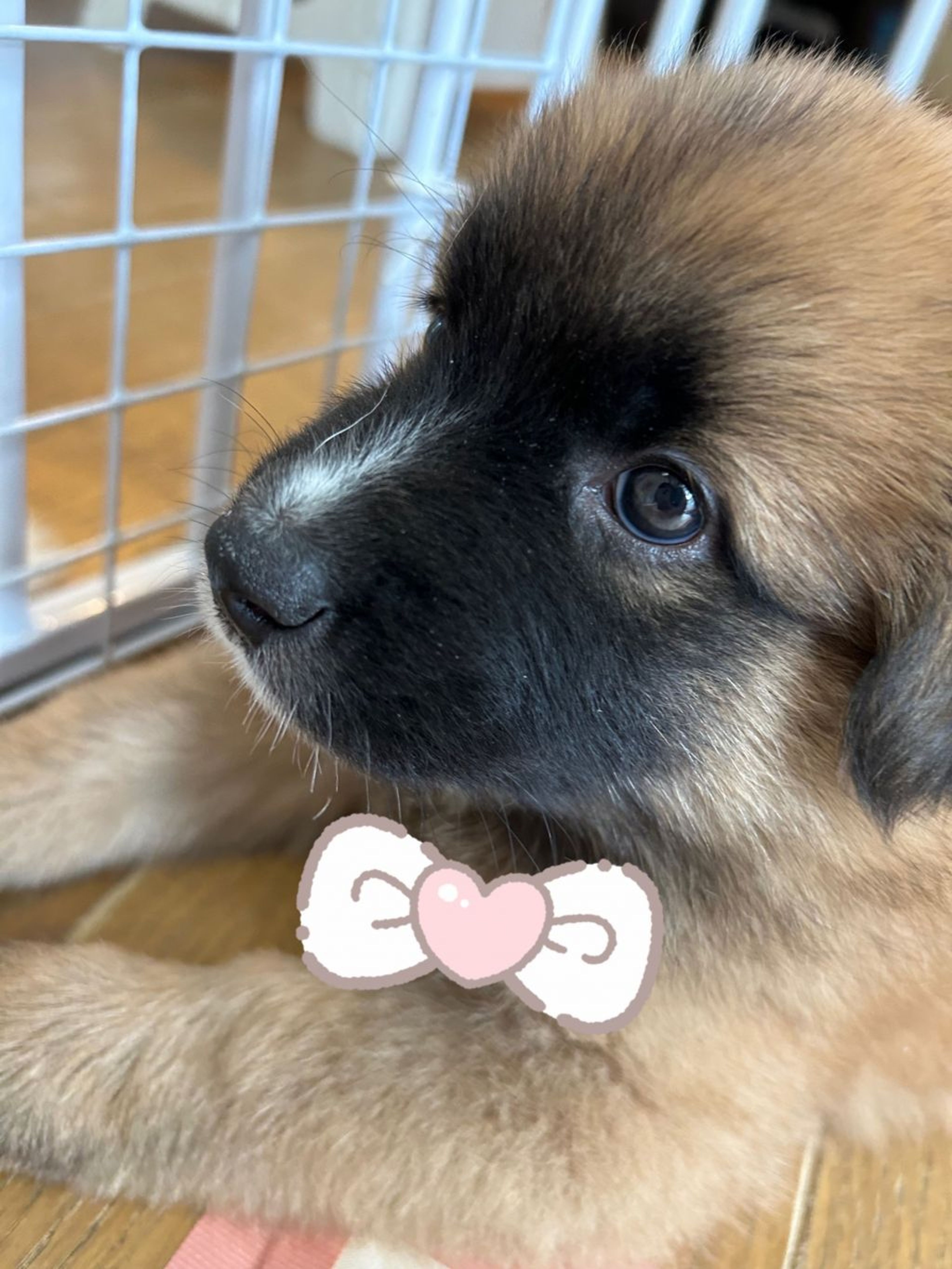 pet-image-3