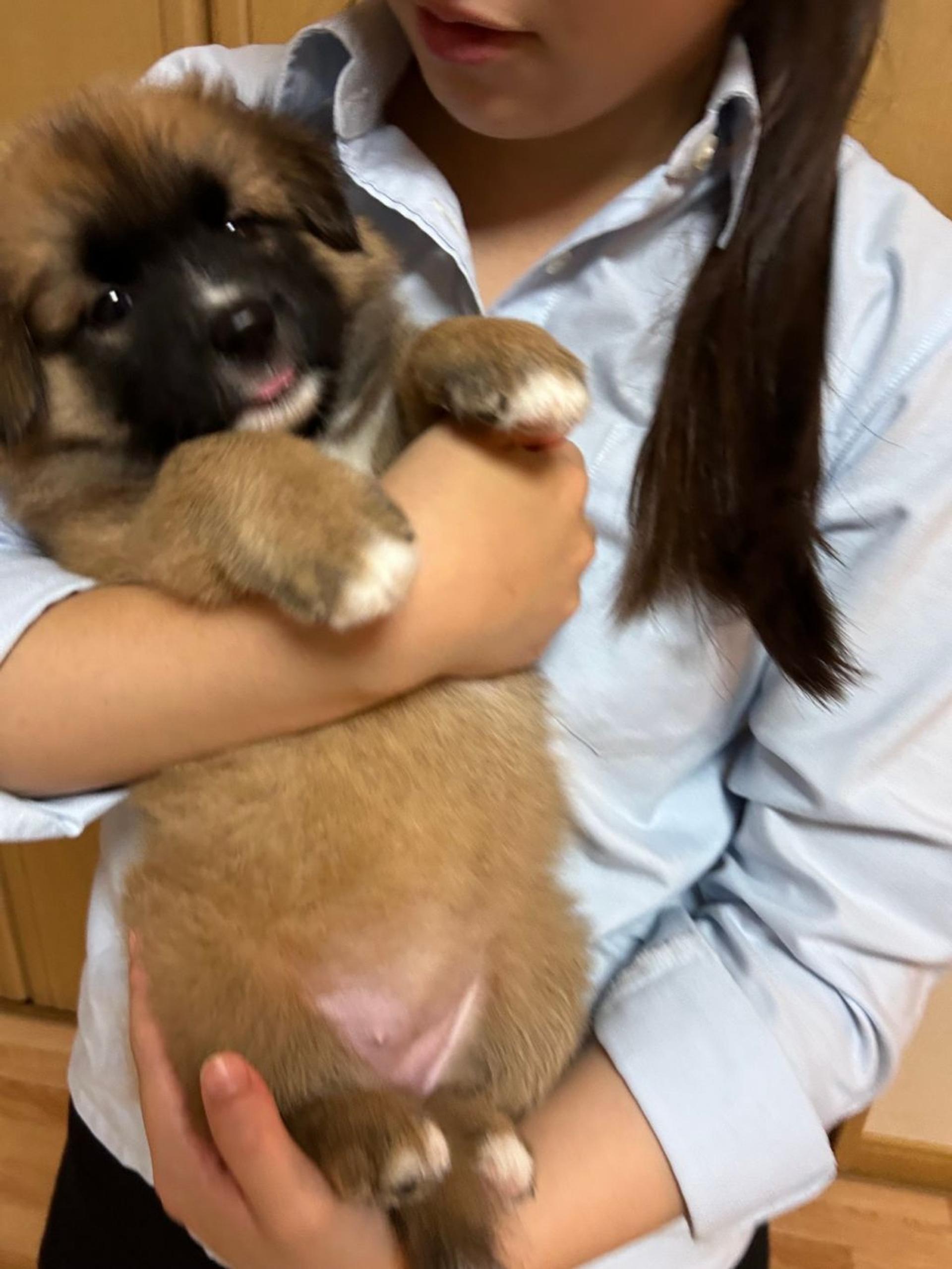 pet-image-5