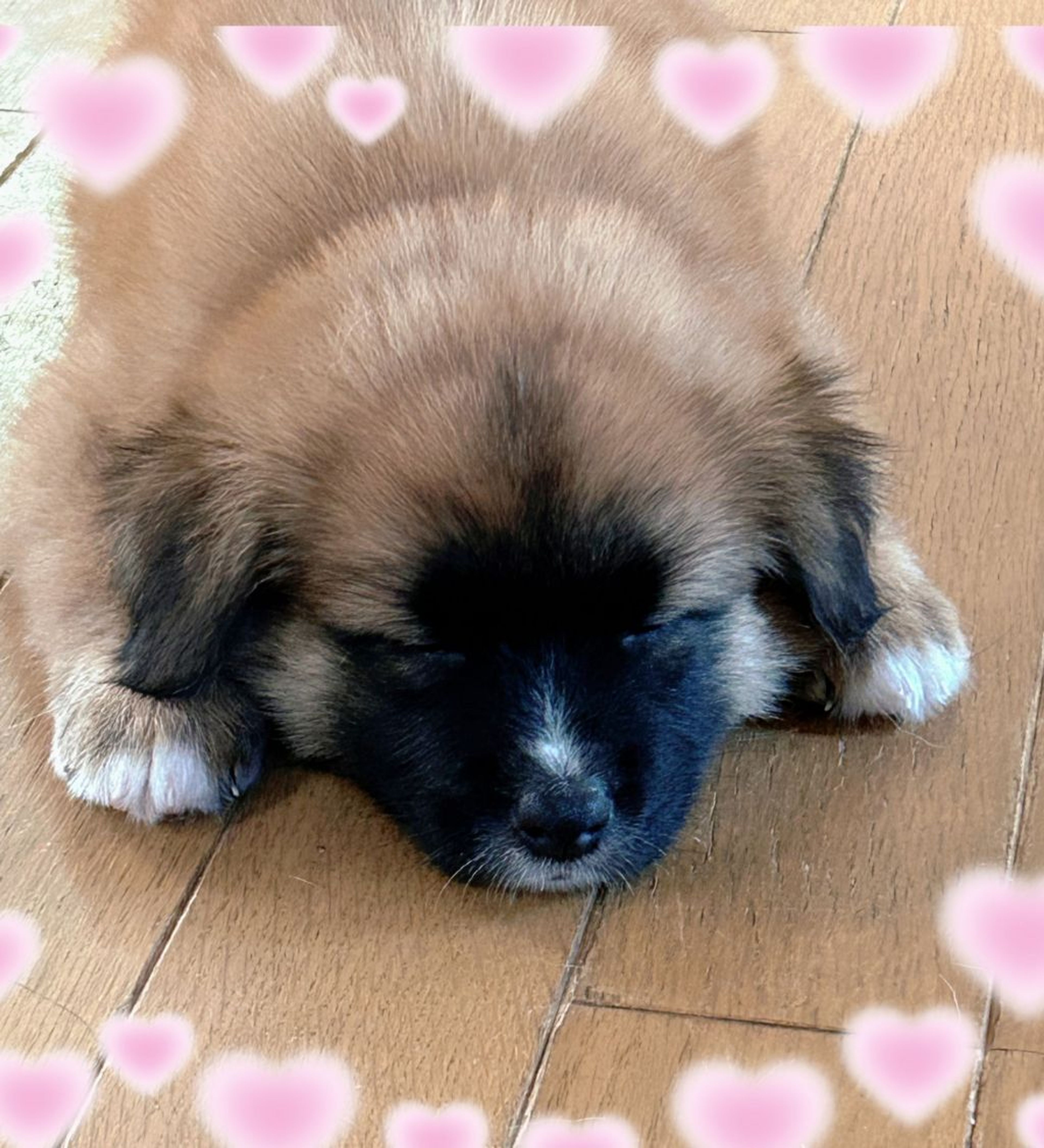 pet-image-6