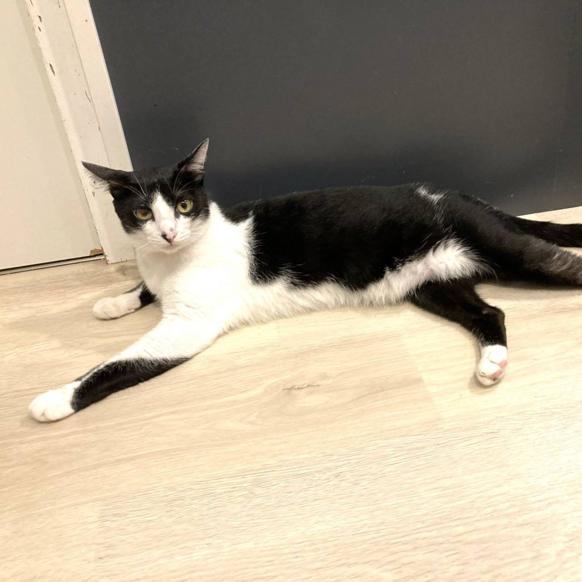 雑種（ミックス猫）・メスの里親募集の写真