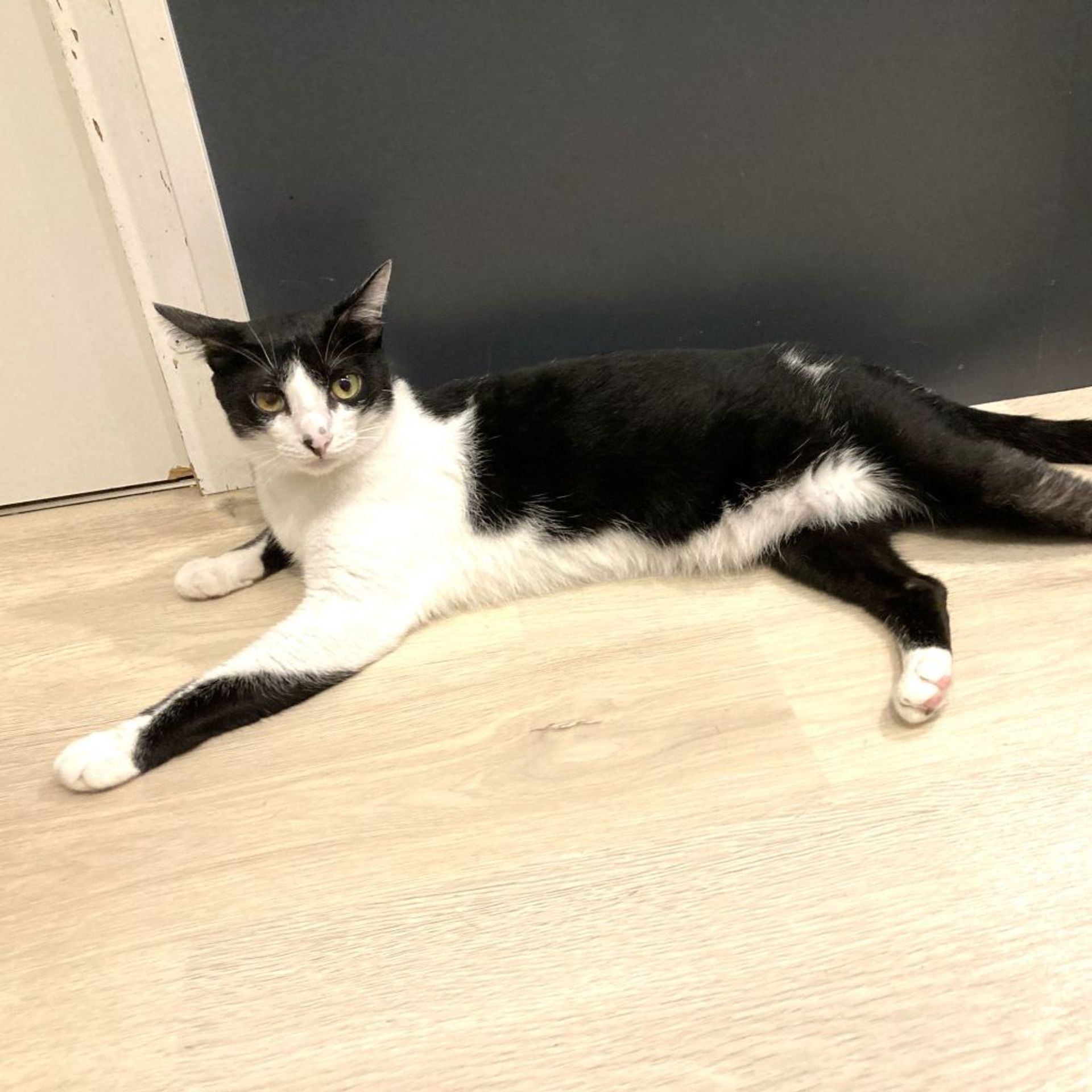 雑種（ミックス猫）・メスの里親募集の写真