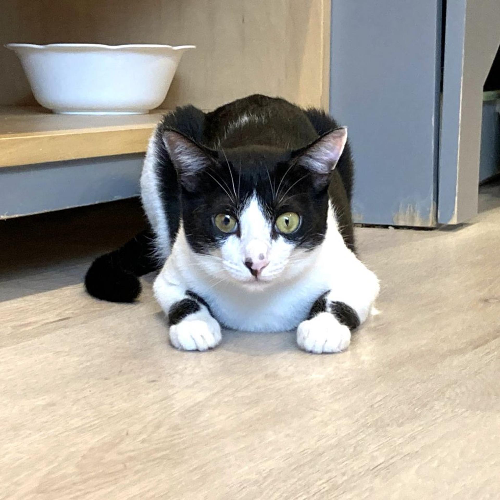 pet-image-2