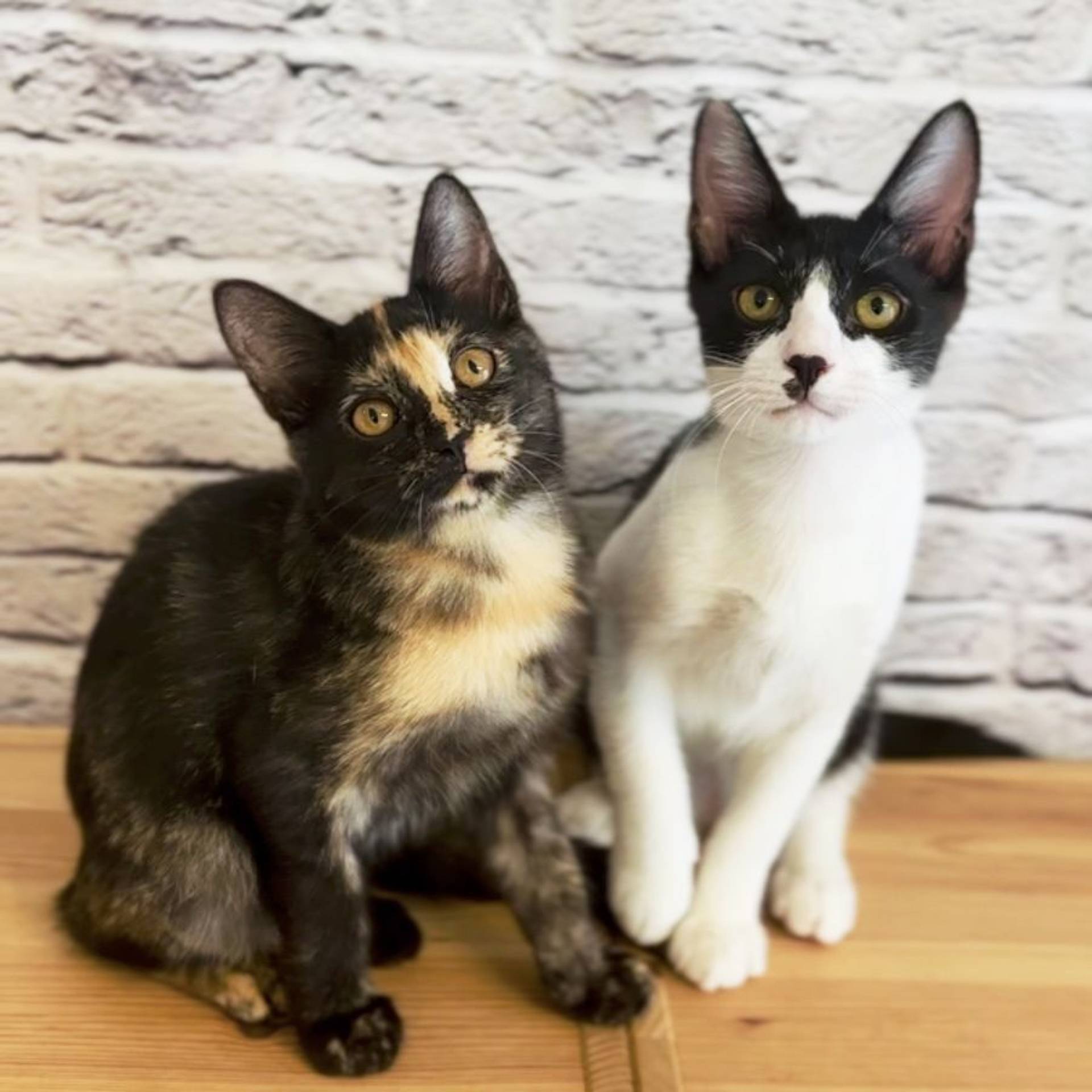 雑種（ミックス猫）・メスの里親募集の写真