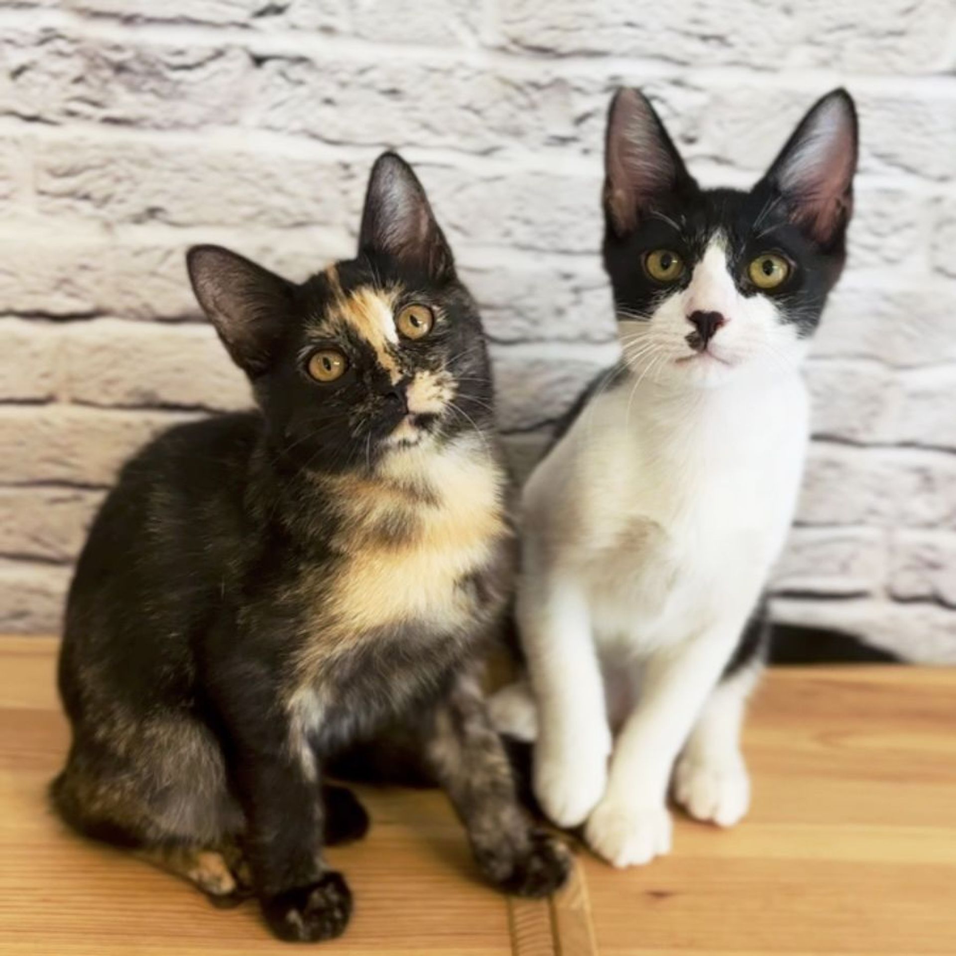 雑種（ミックス猫）・メスの里親募集の写真