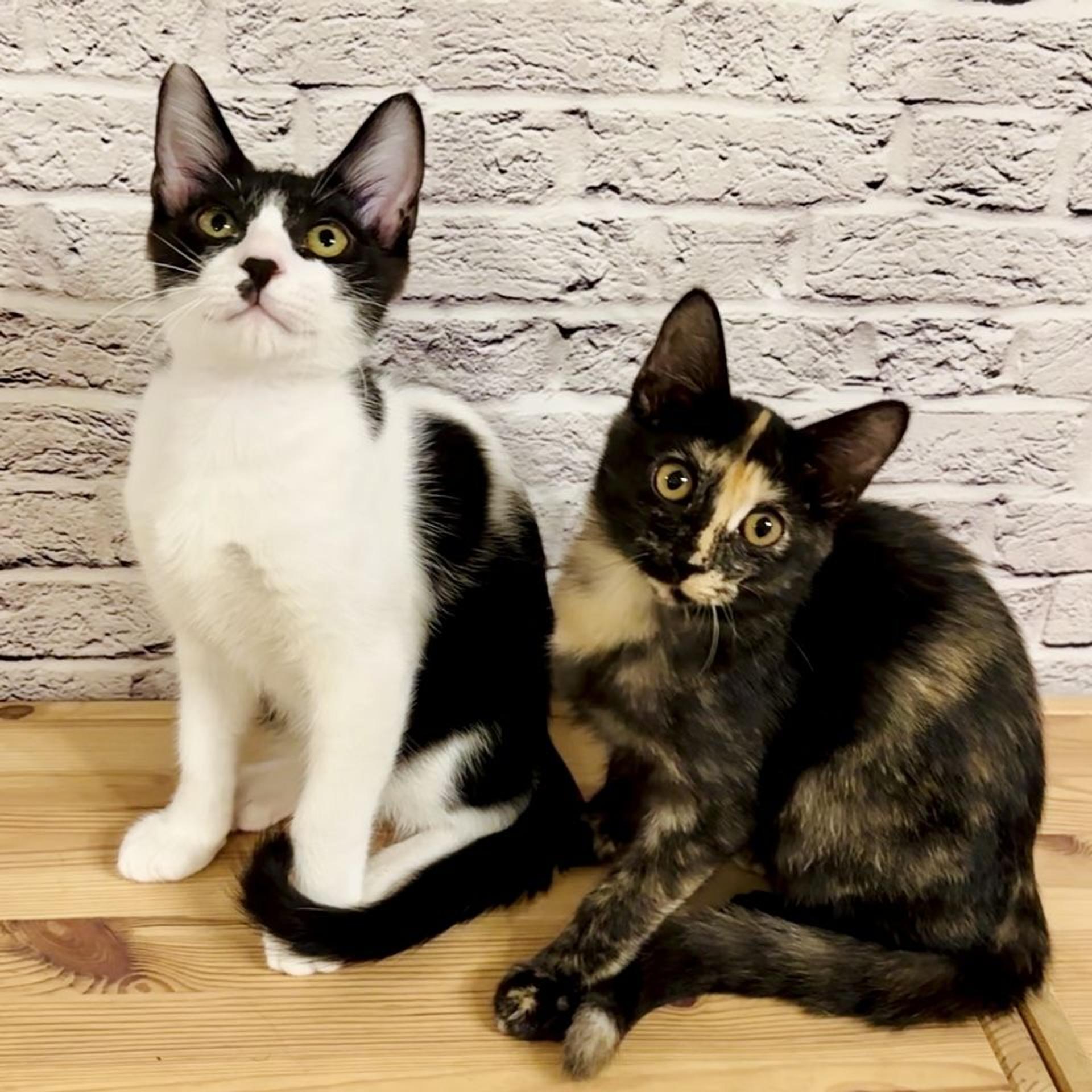 pet-image-4