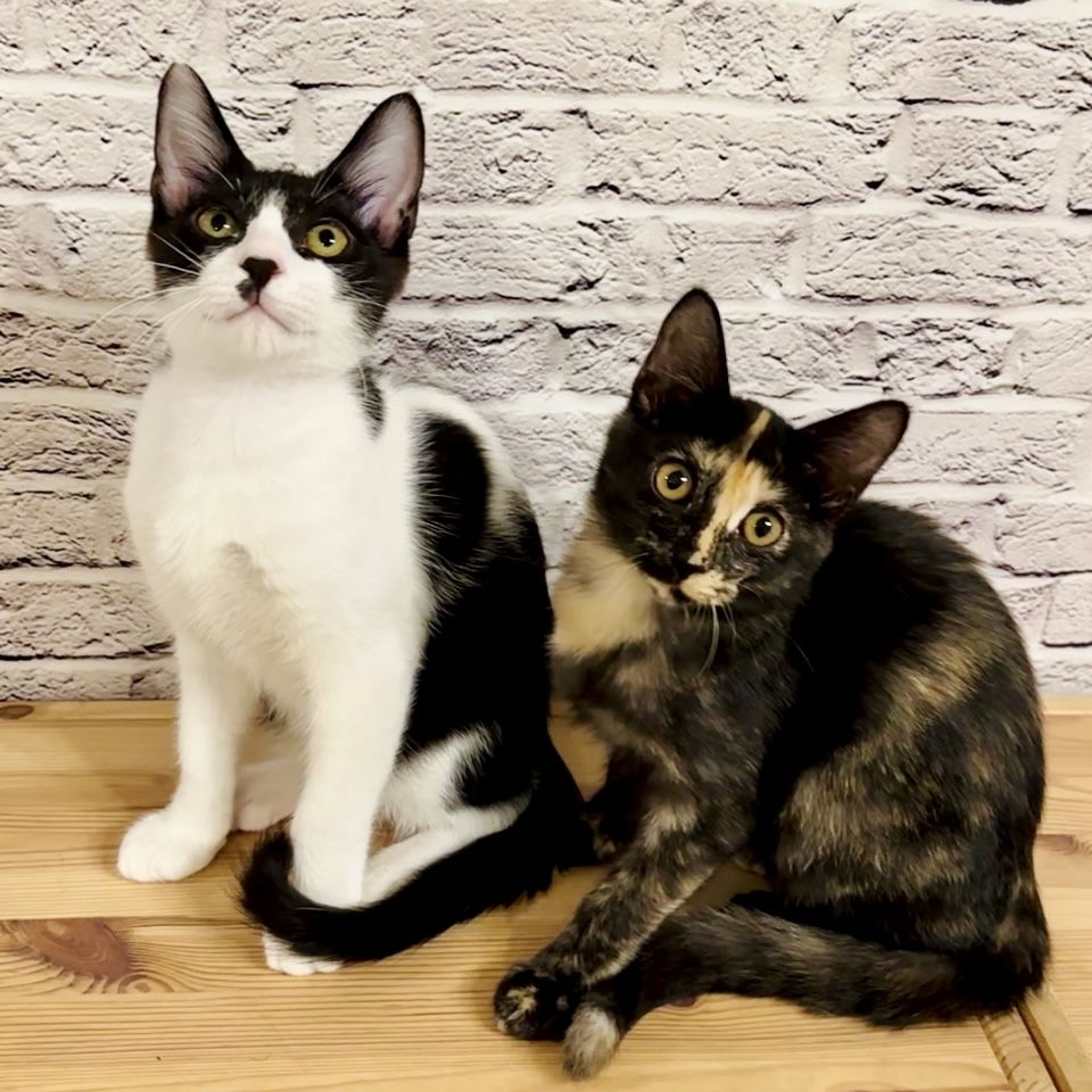 pet-image-4