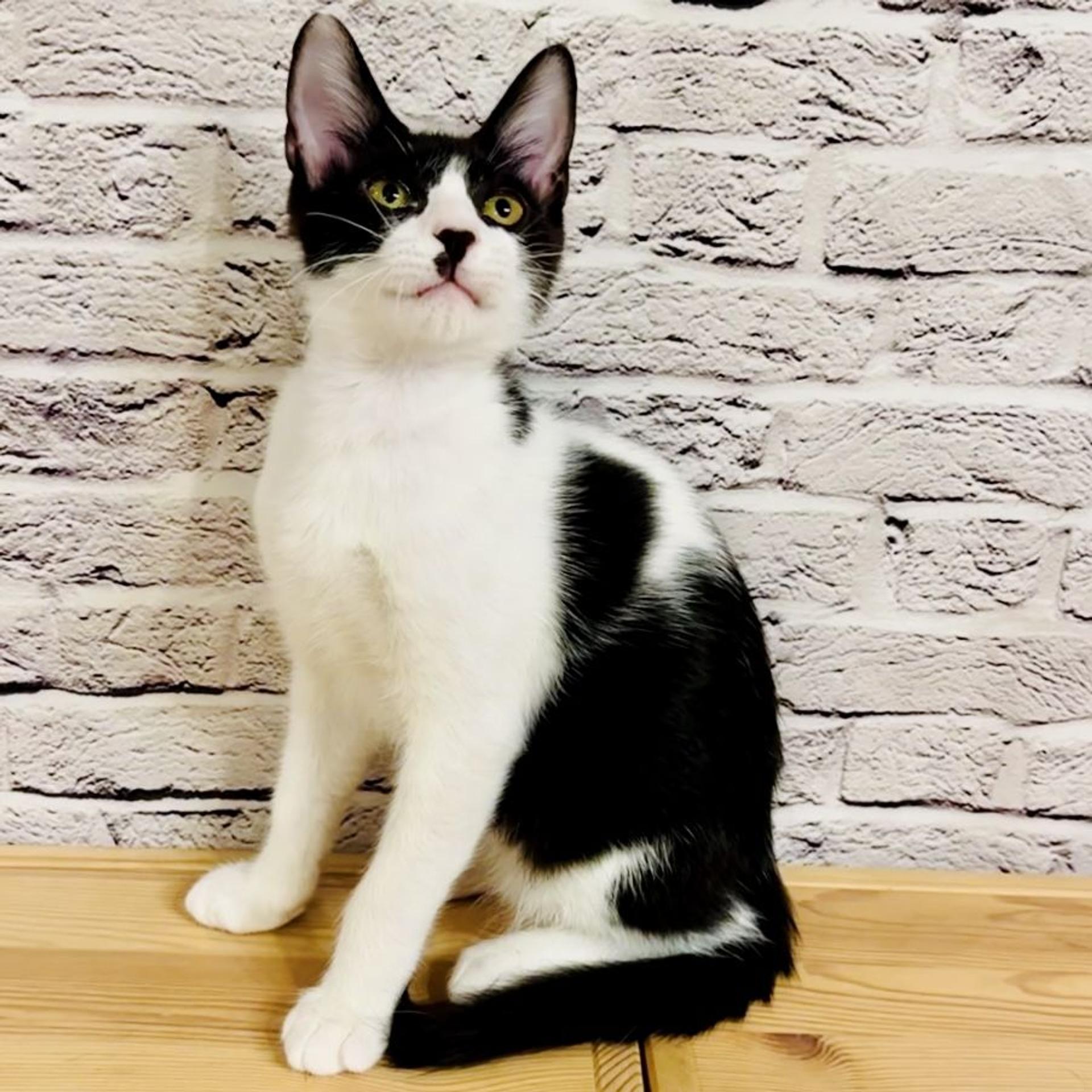 pet-image-5