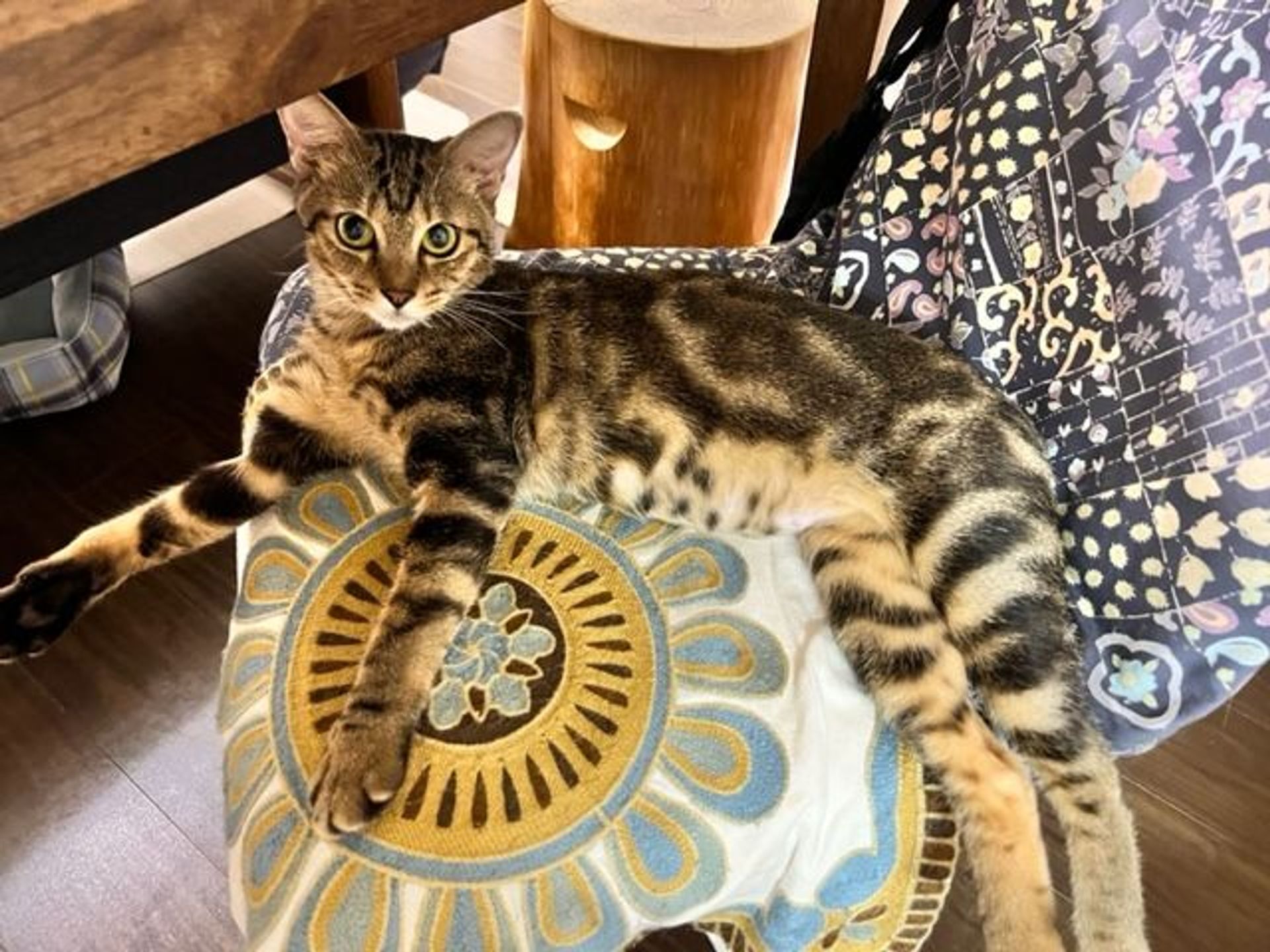 雑種（ミックス猫）・メスの里親募集の写真