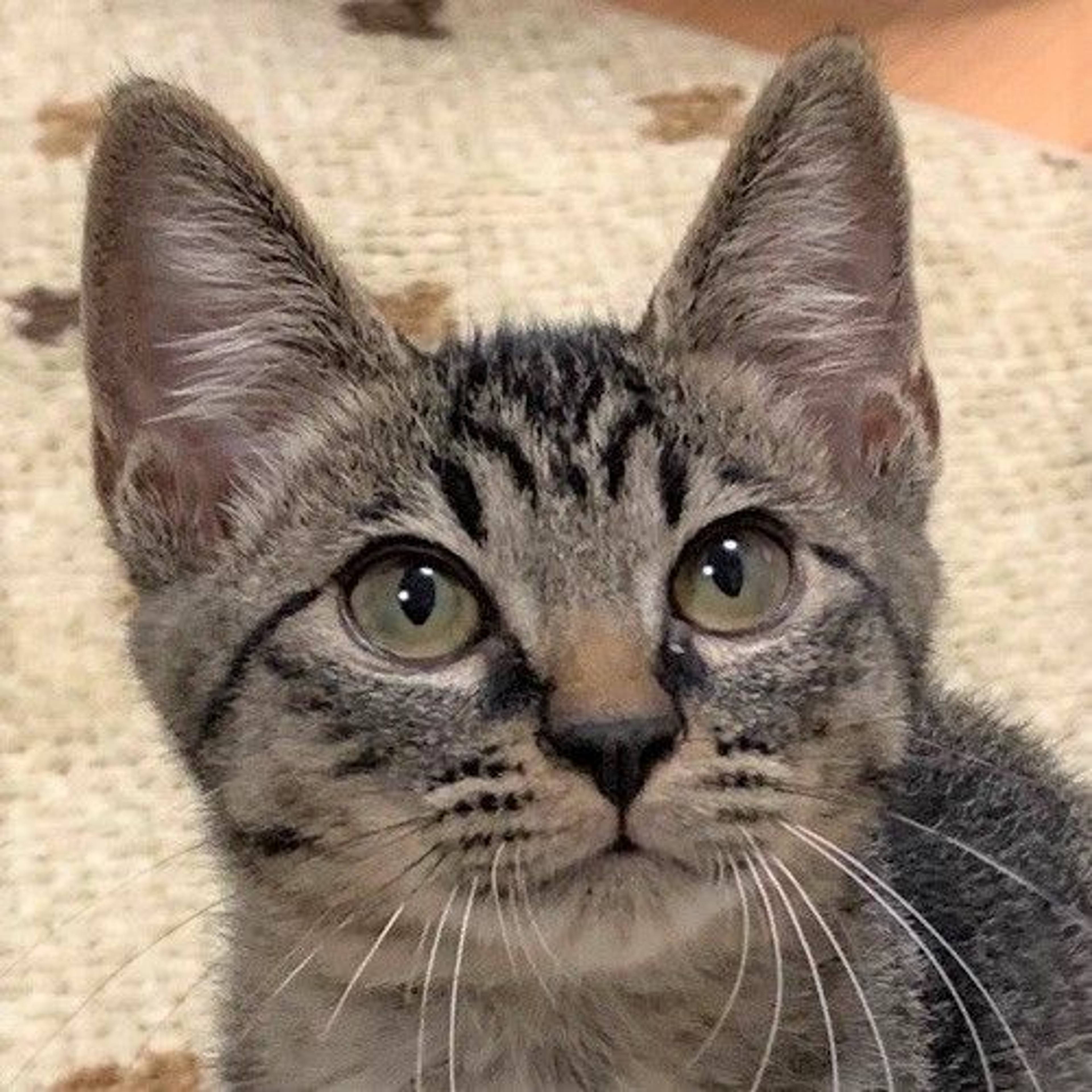 雑種（ミックス猫）・オスの里親募集の写真
