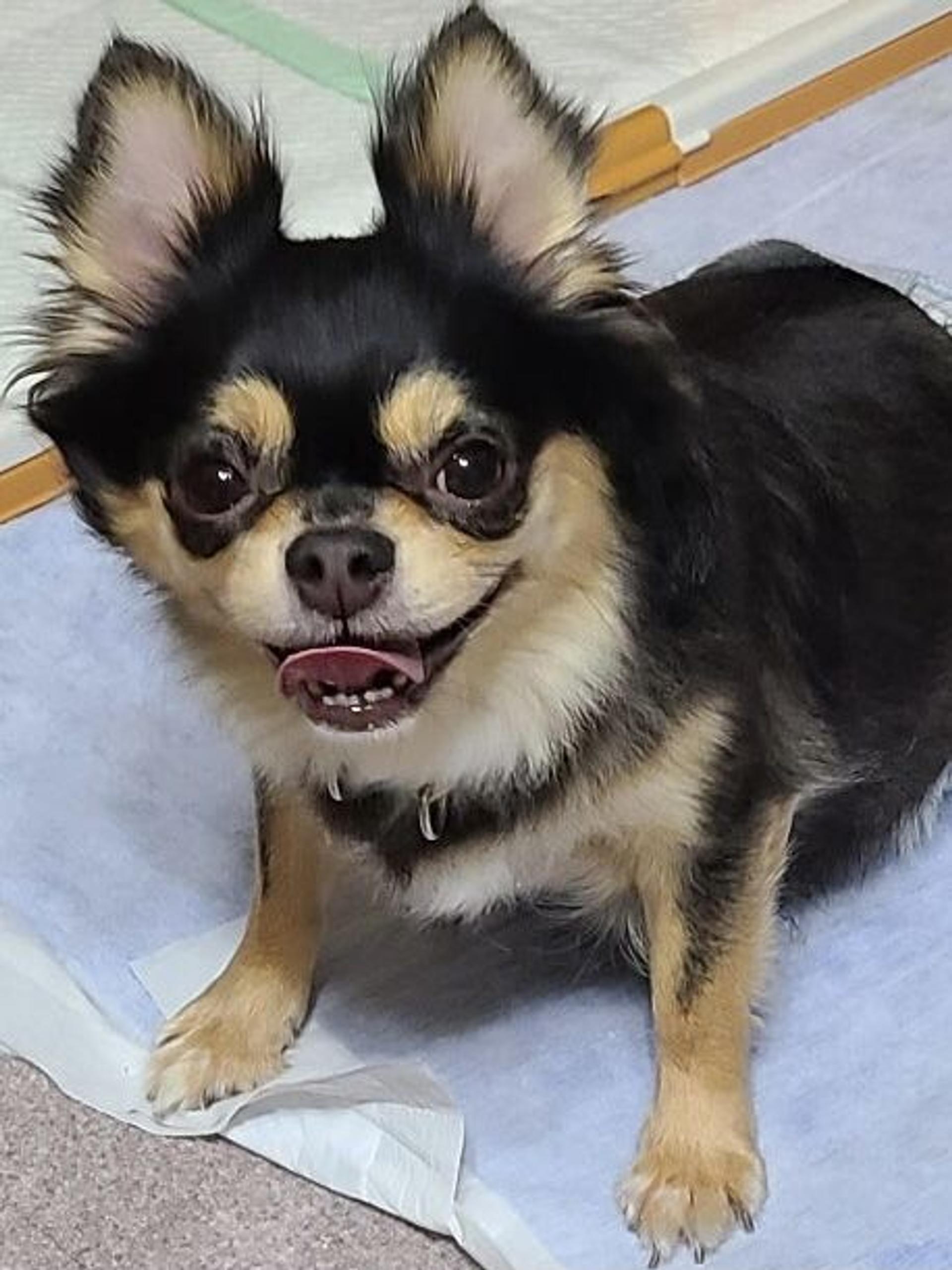 pet-image-3