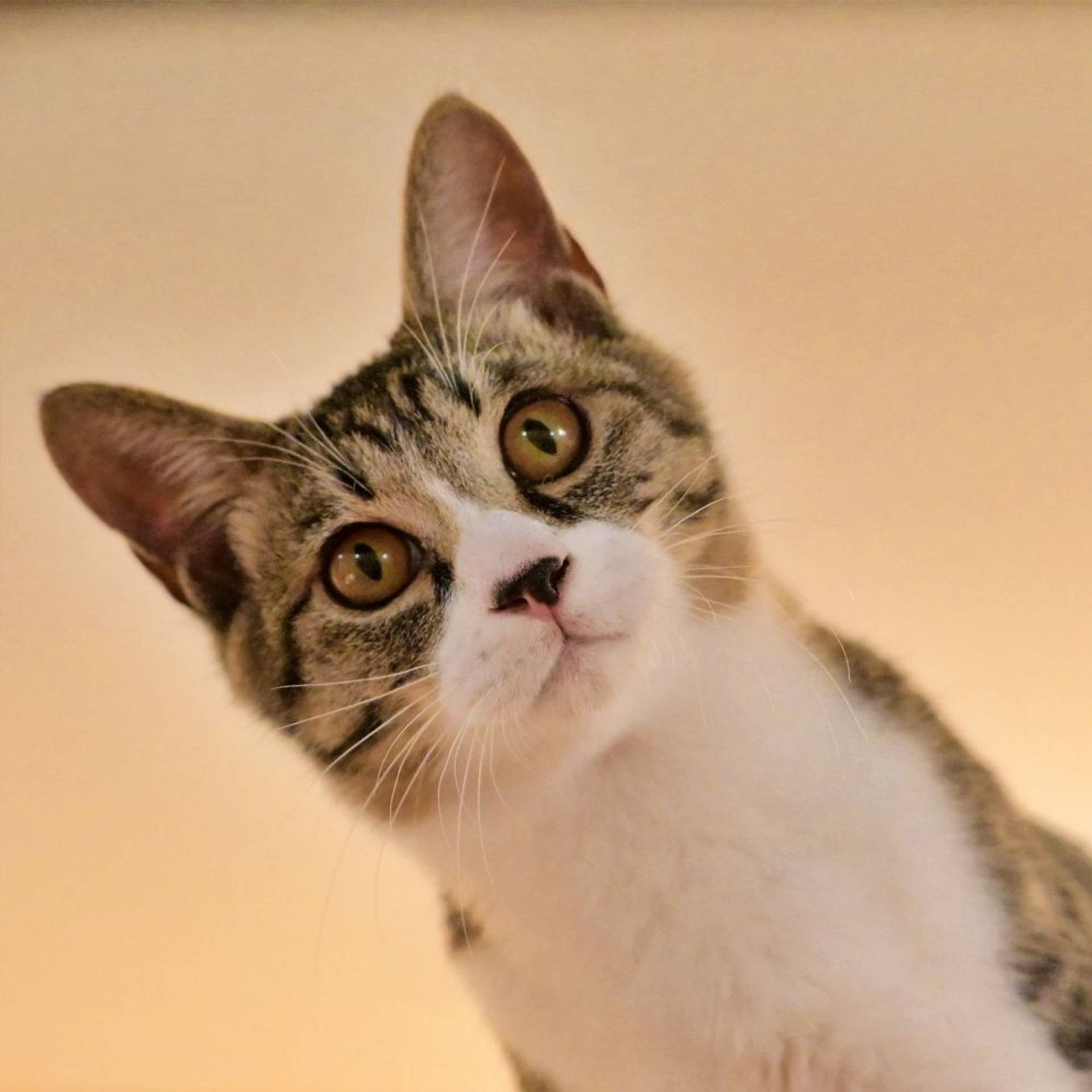 雑種（ミックス猫）・オスの里親募集の写真