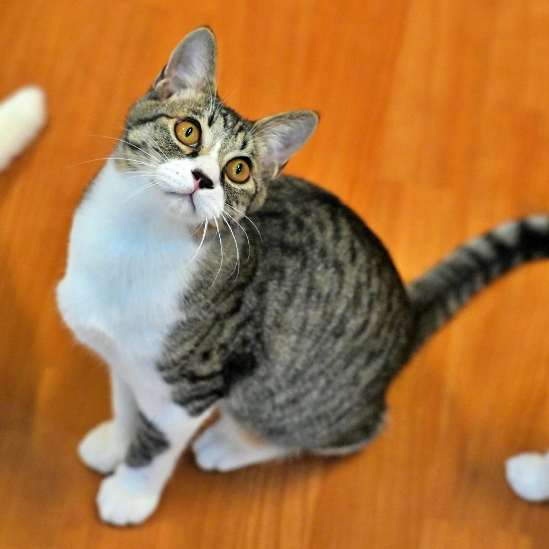 pet-image-2