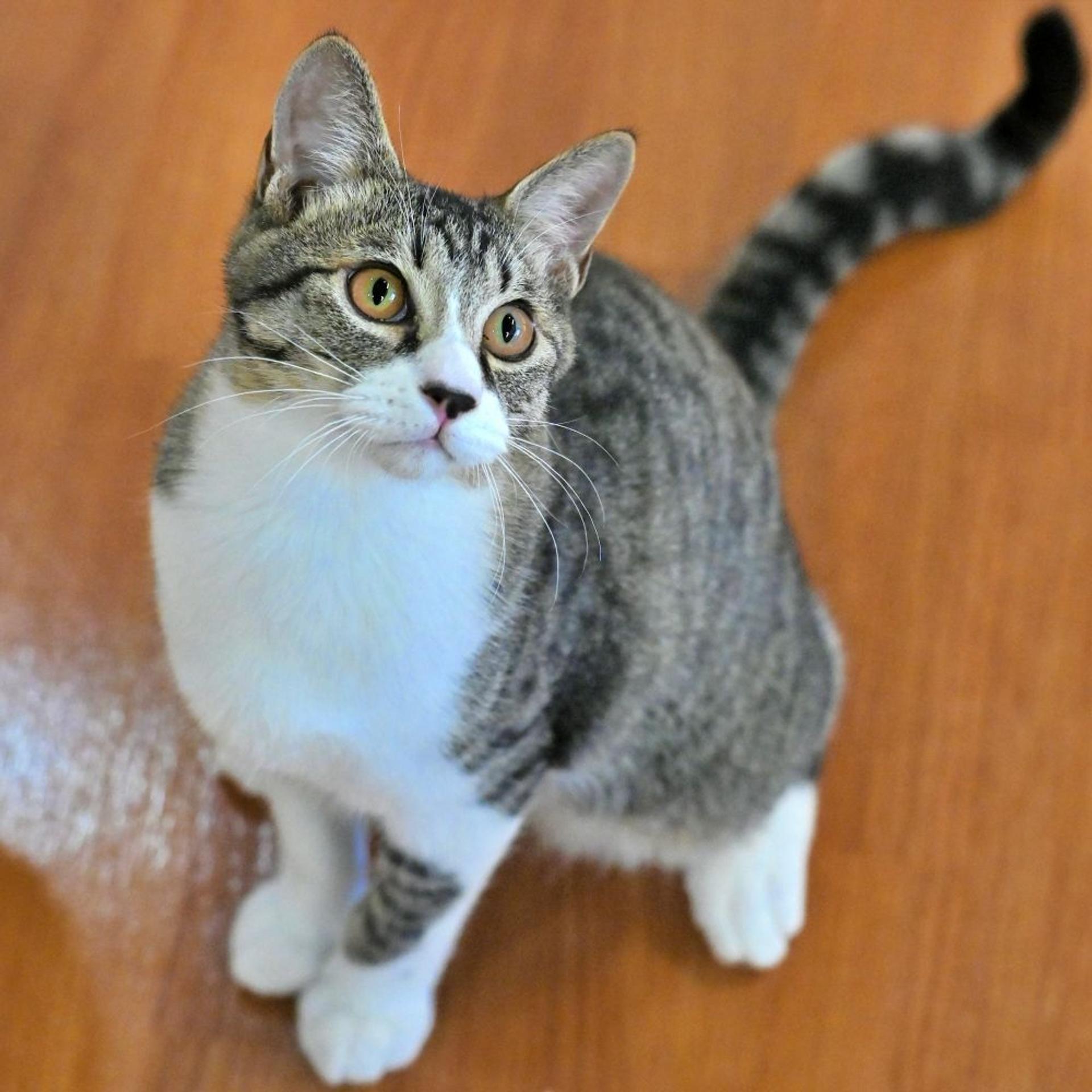 pet-image-3