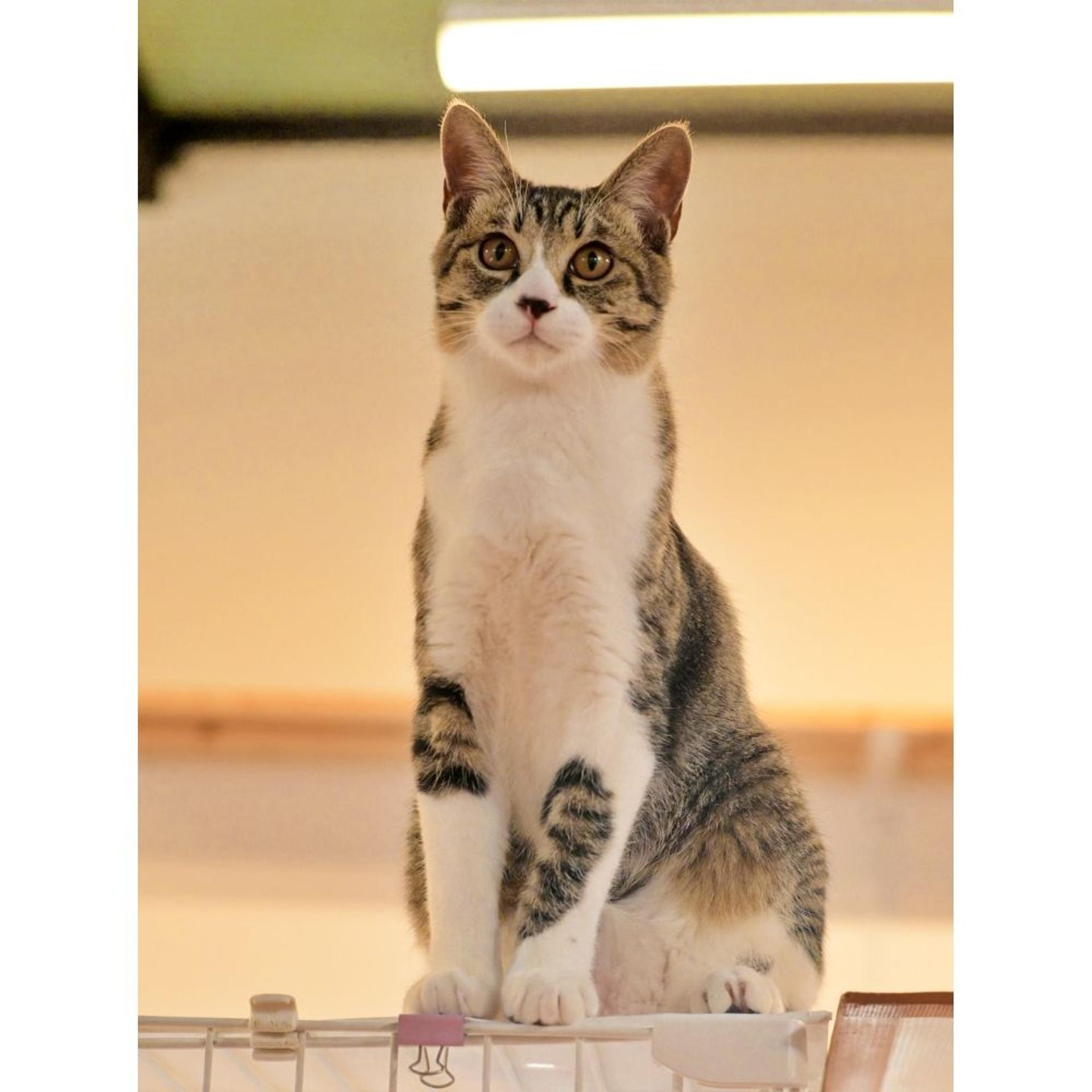 pet-image-4