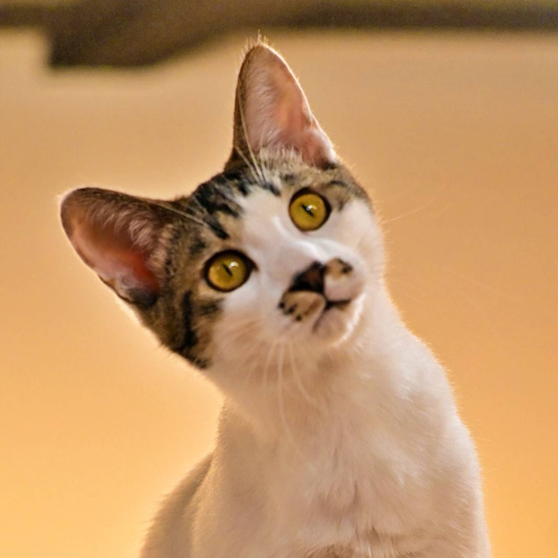 雑種（ミックス猫）・オスの里親募集の写真