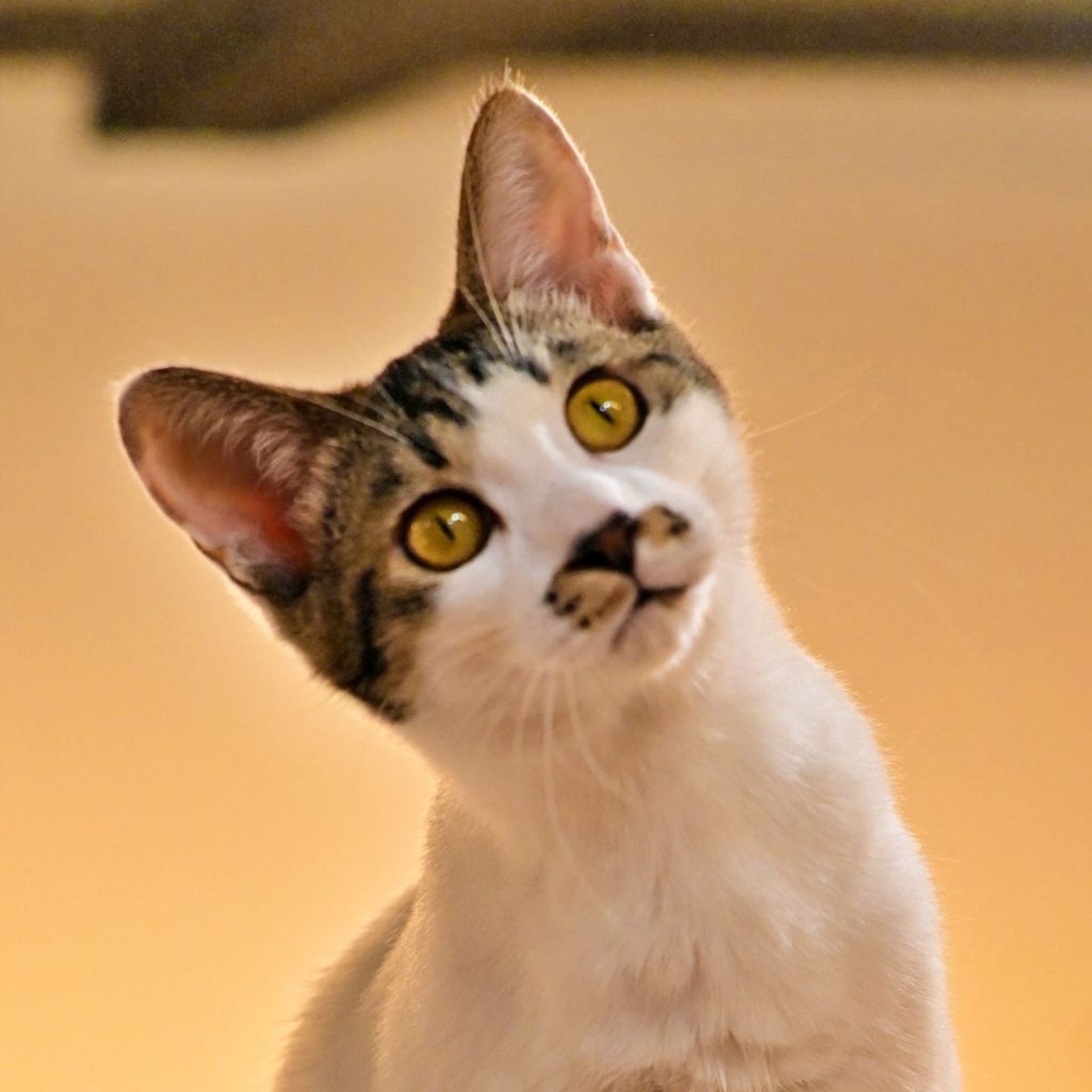 雑種（ミックス猫）・オスの里親募集の写真