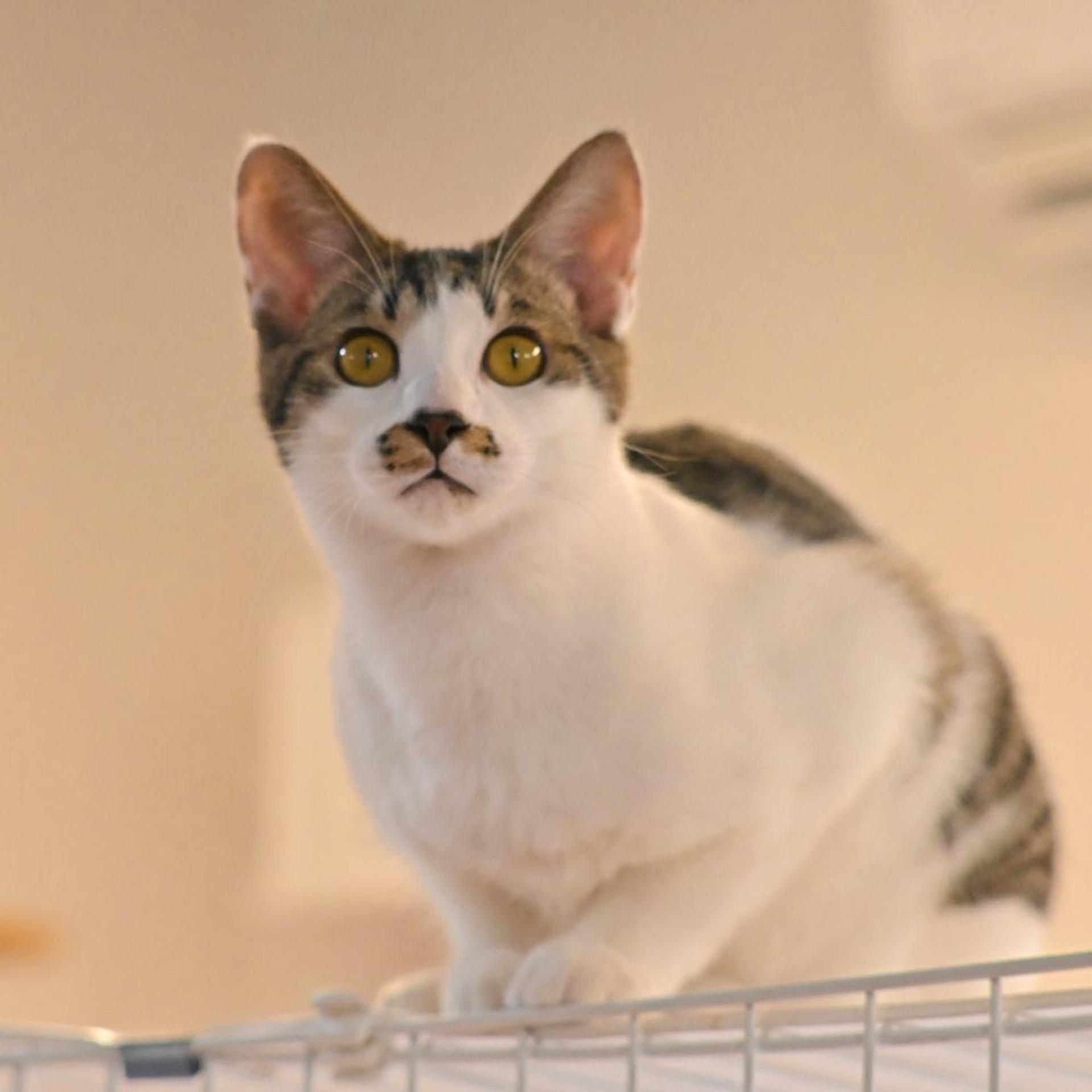 pet-image-2