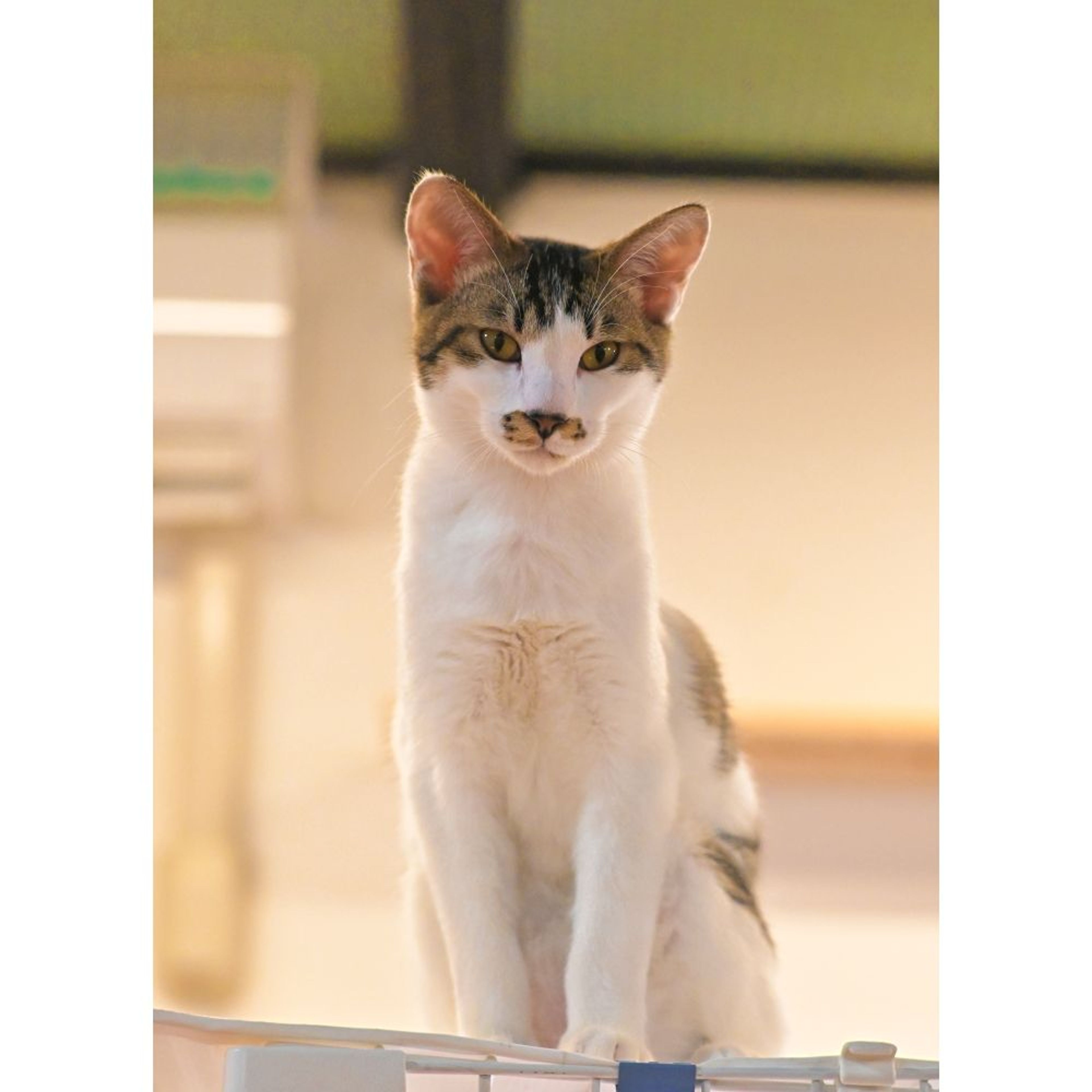 pet-image-4