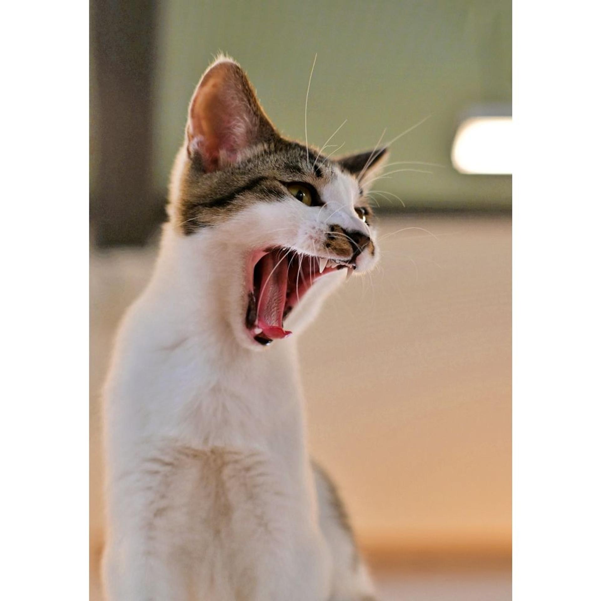 pet-image-5