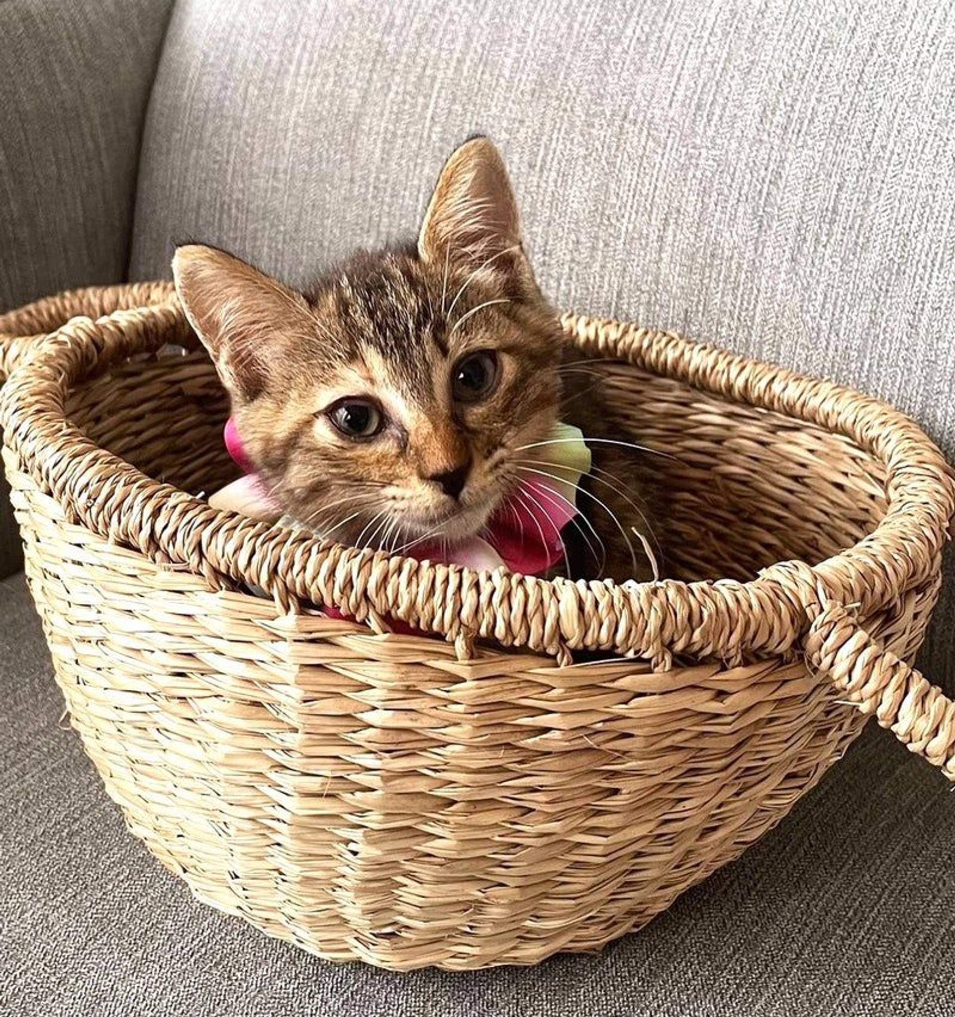 雑種（ミックス猫）・メスの里親募集の写真
