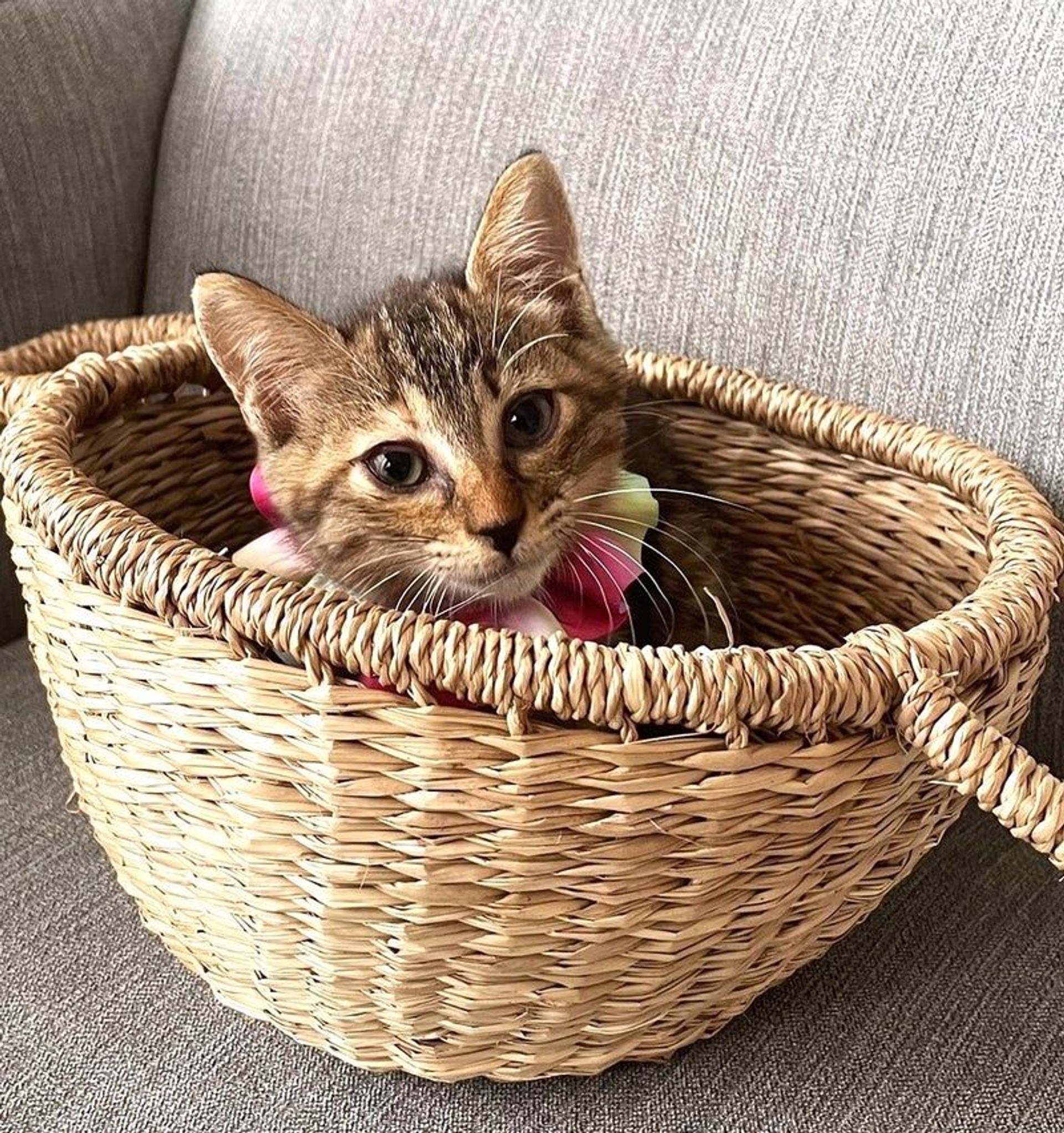 雑種（ミックス猫）・メスの里親募集の写真