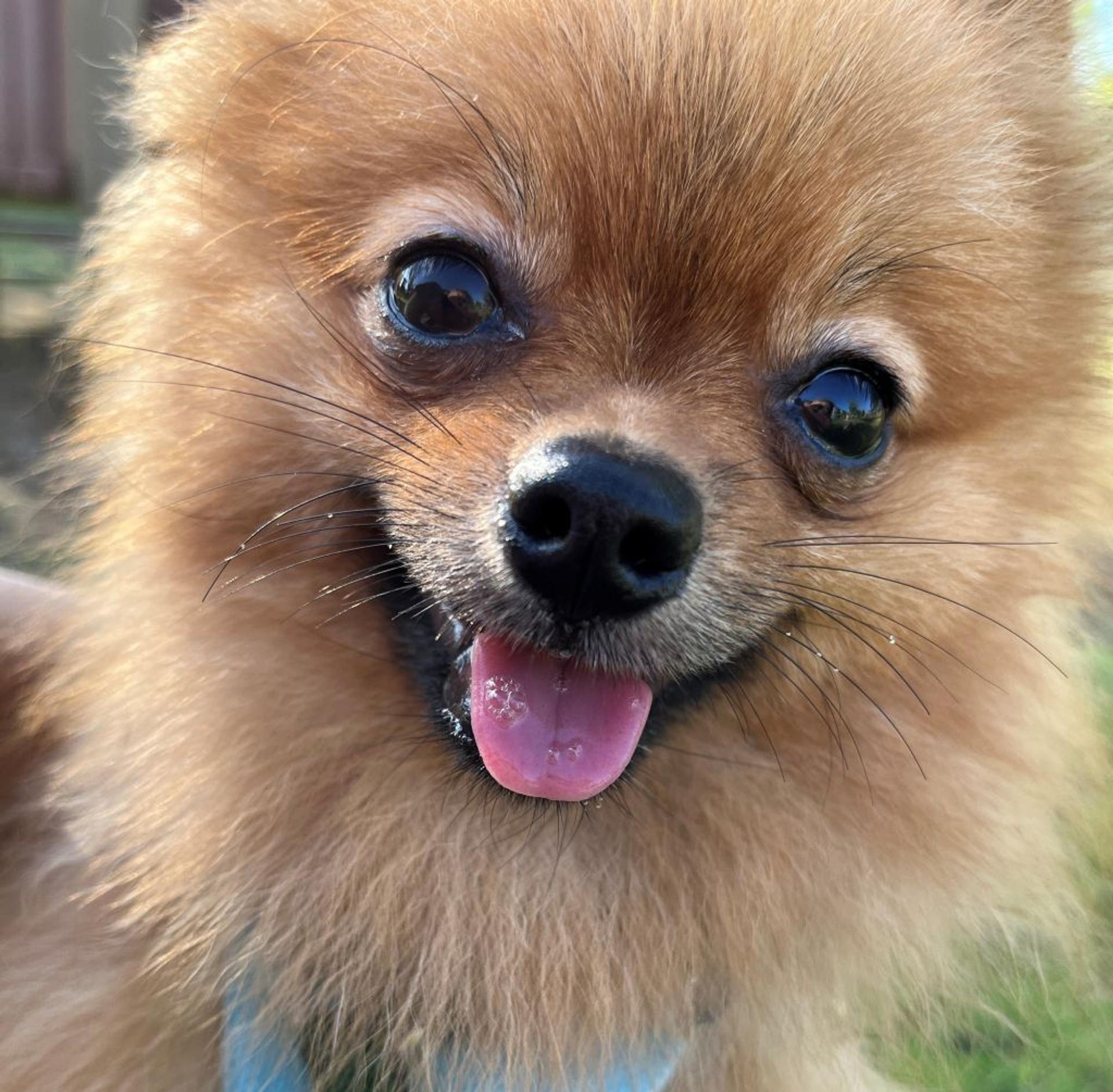 pet-image-3