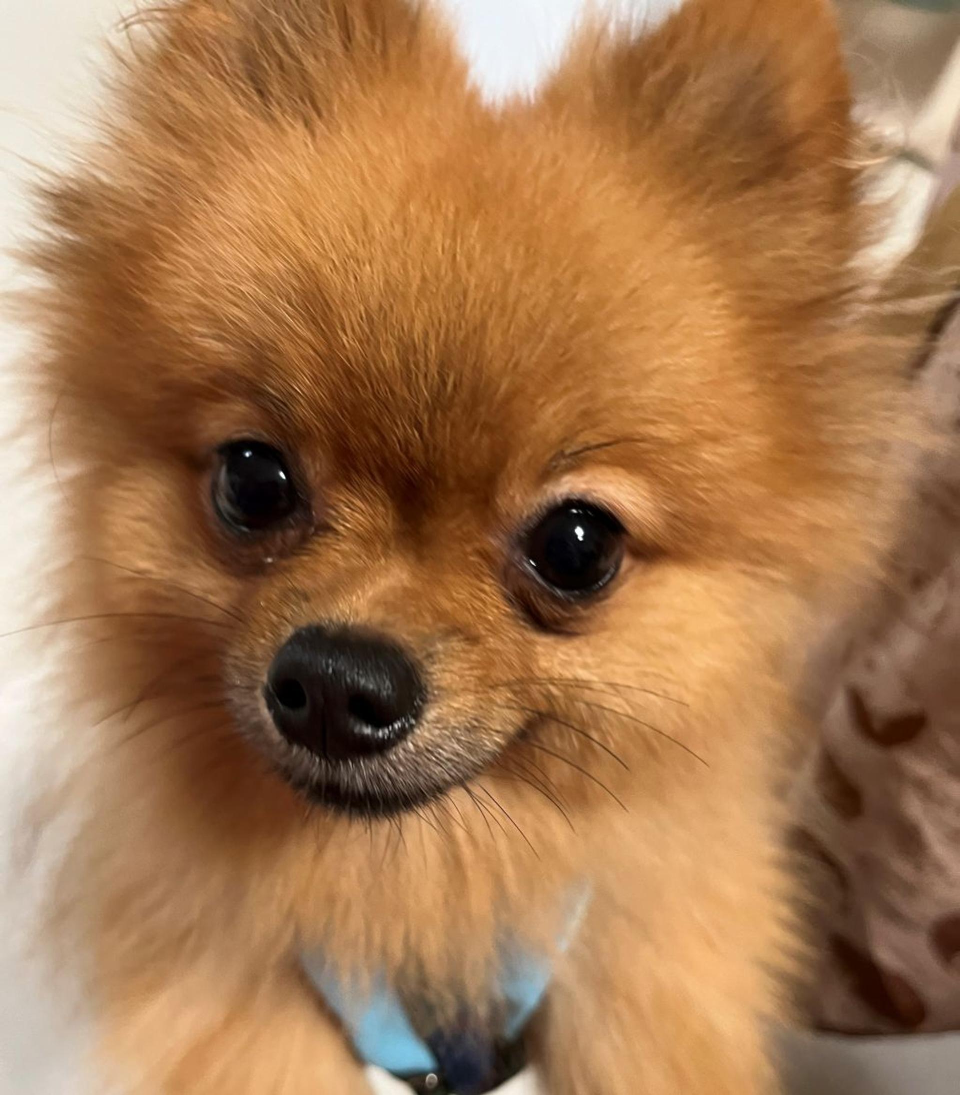 pet-image-4