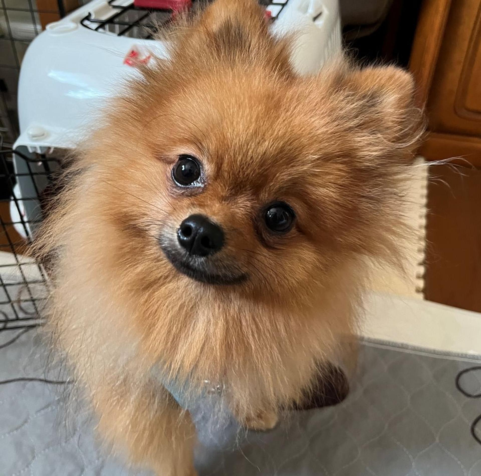pet-image-6