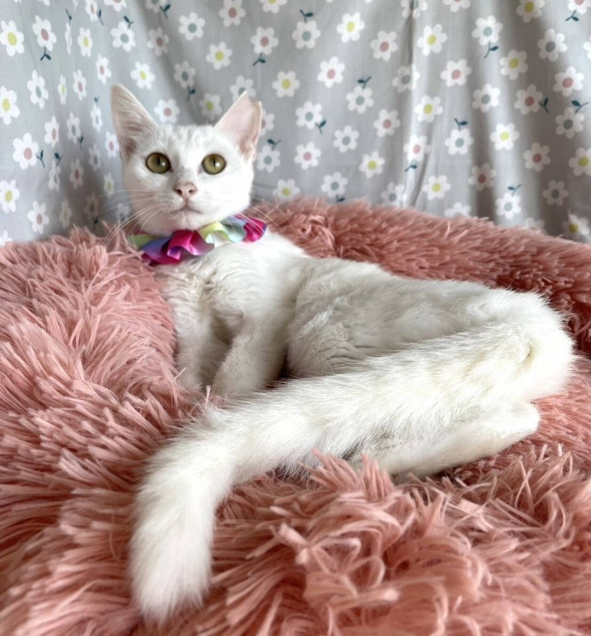 雑種（ミックス猫）・メスの里親募集の写真